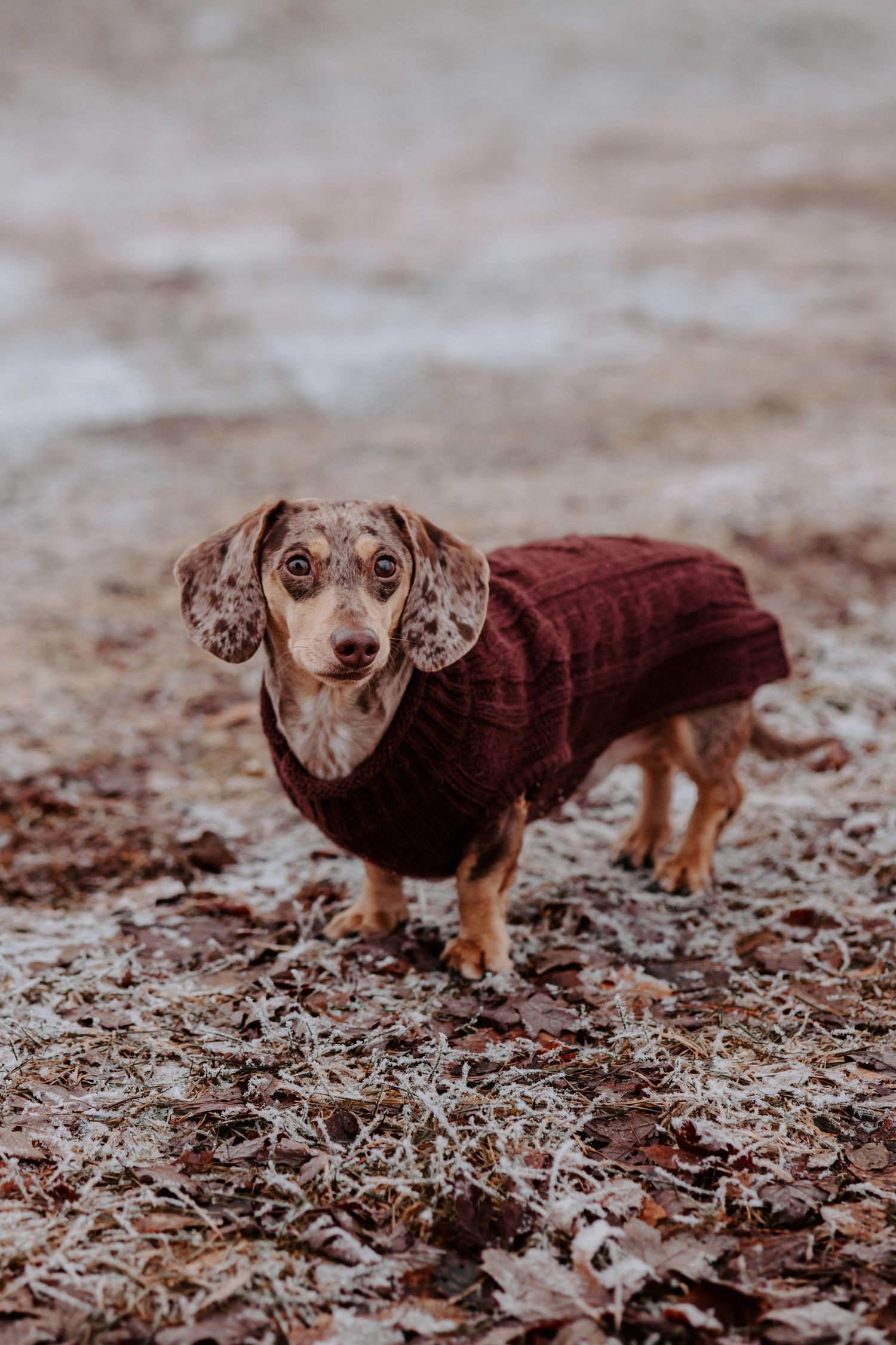 A dachshund wearing a burgundy sweater stands on frosted ground.