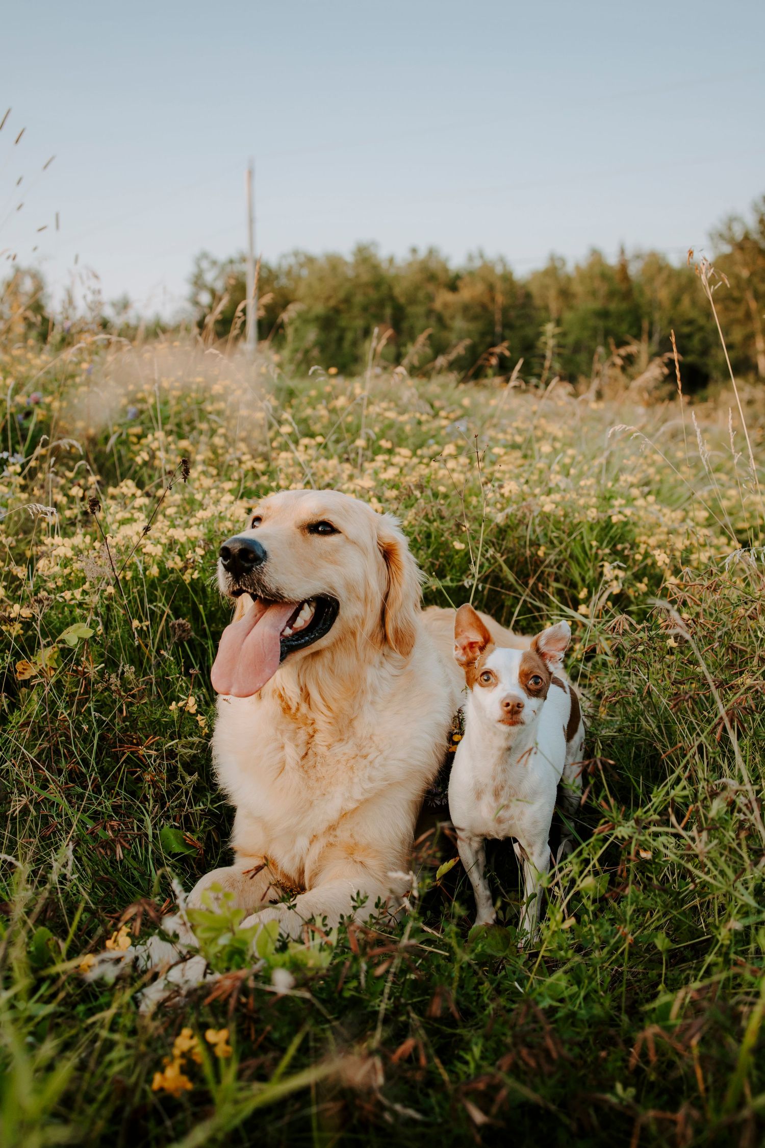 A golden retriever and small dog sitting together in a wildflower meadow.