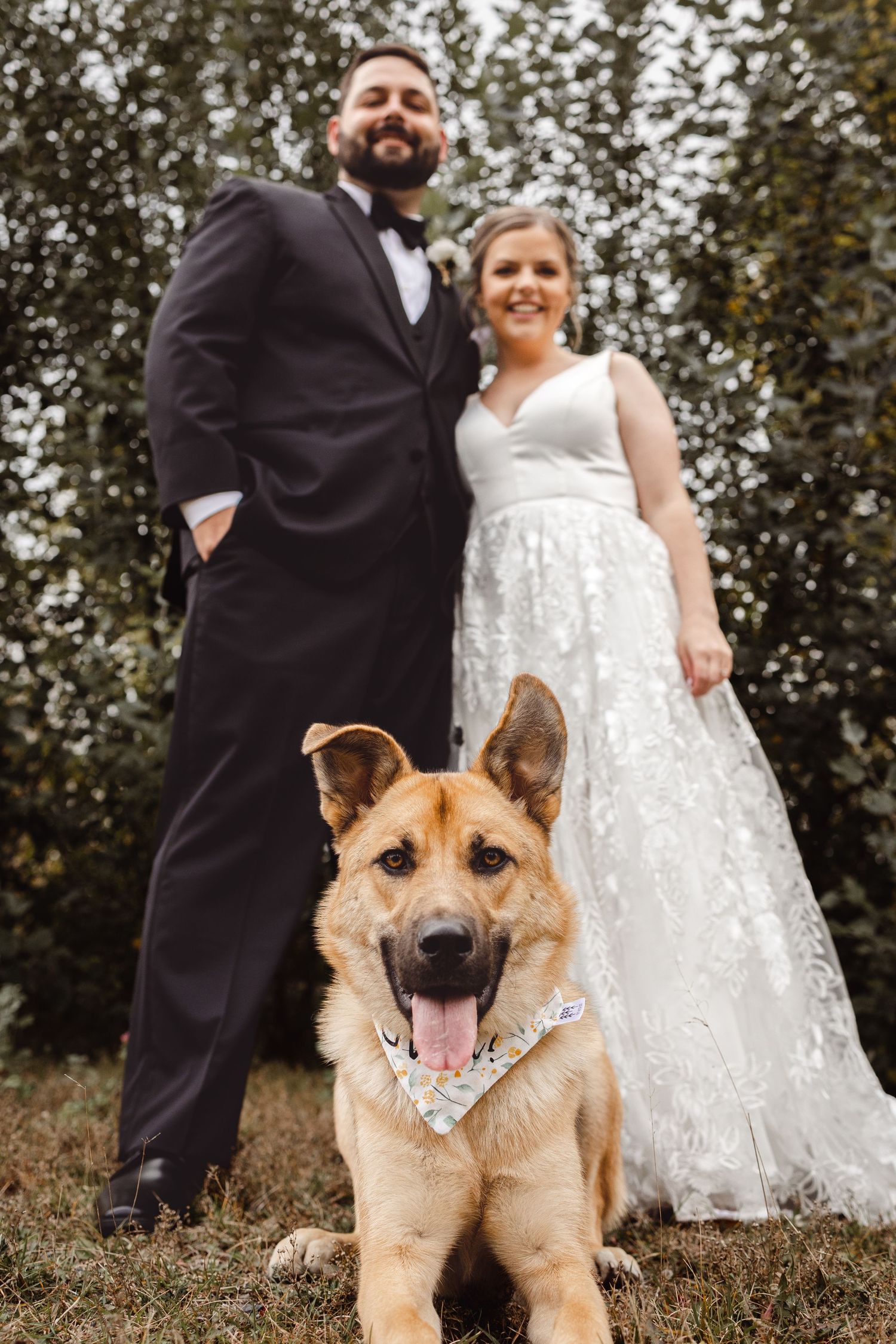 A wedding portrait featuring a happy German Shepherd dog wearing a bow tie.