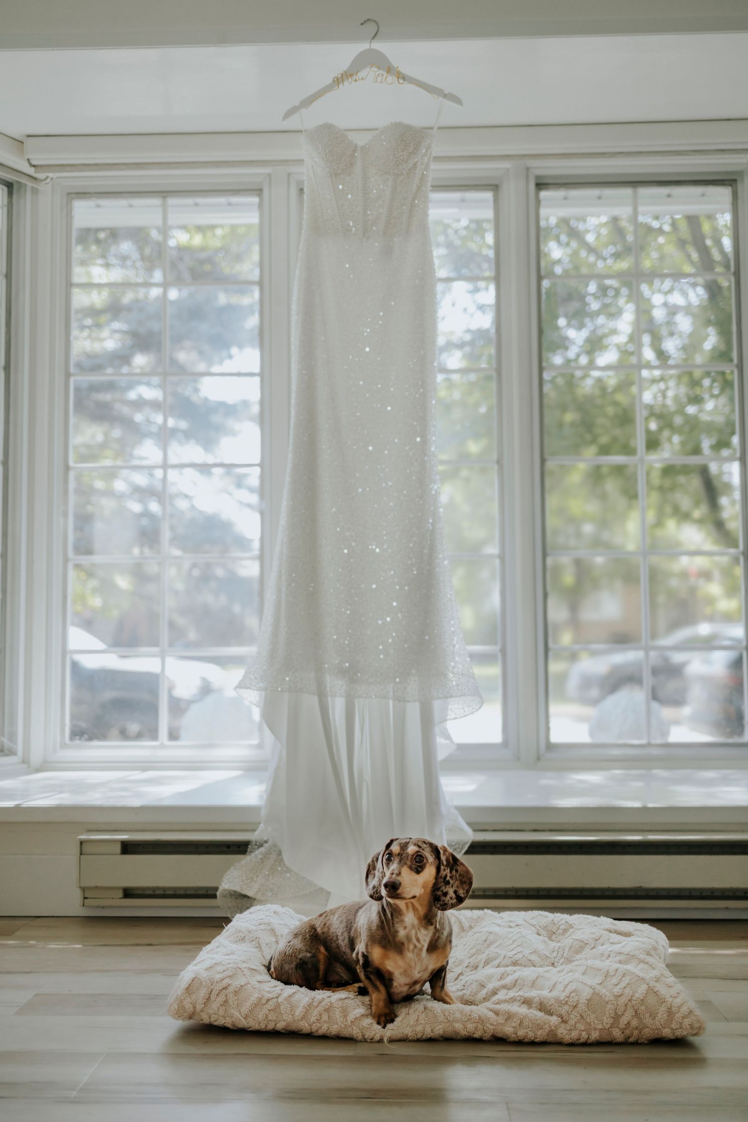 A beagle dog lounges on a white cushion by a bright window in a series of peaceful indoor shots.