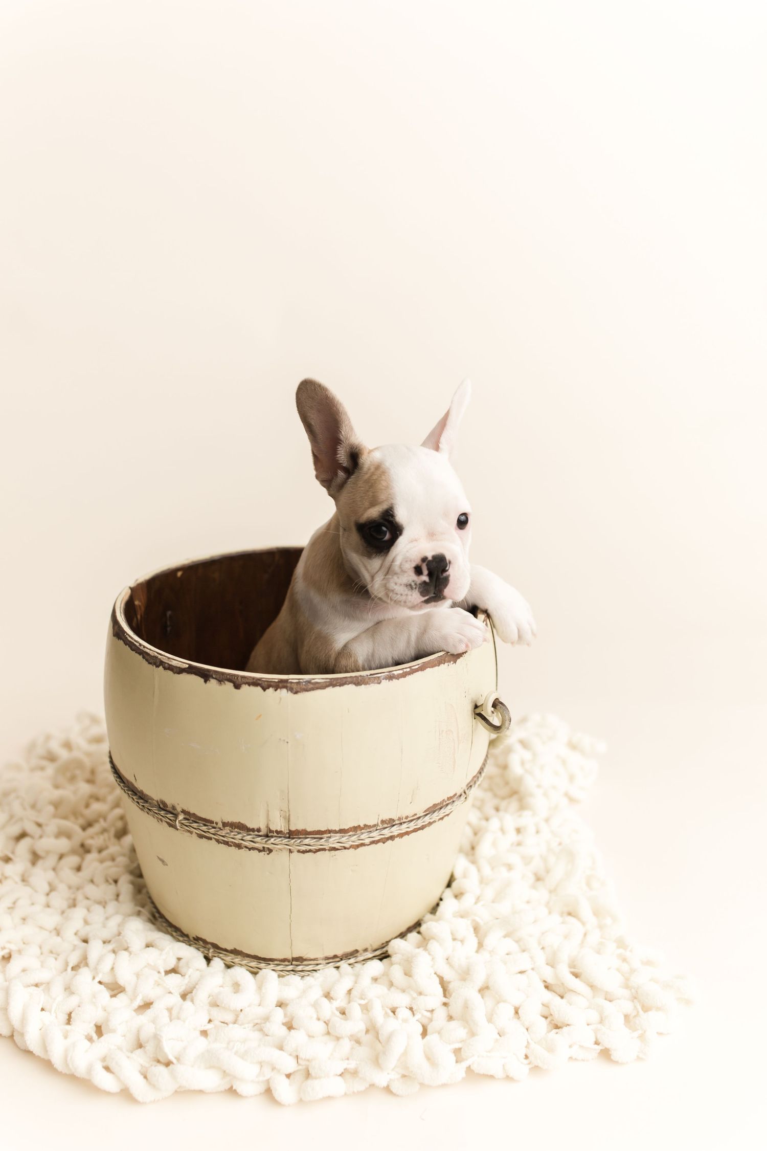 Adorable French Bulldog puppy sitting inside a rustic wooden barrel on a white knit rug.