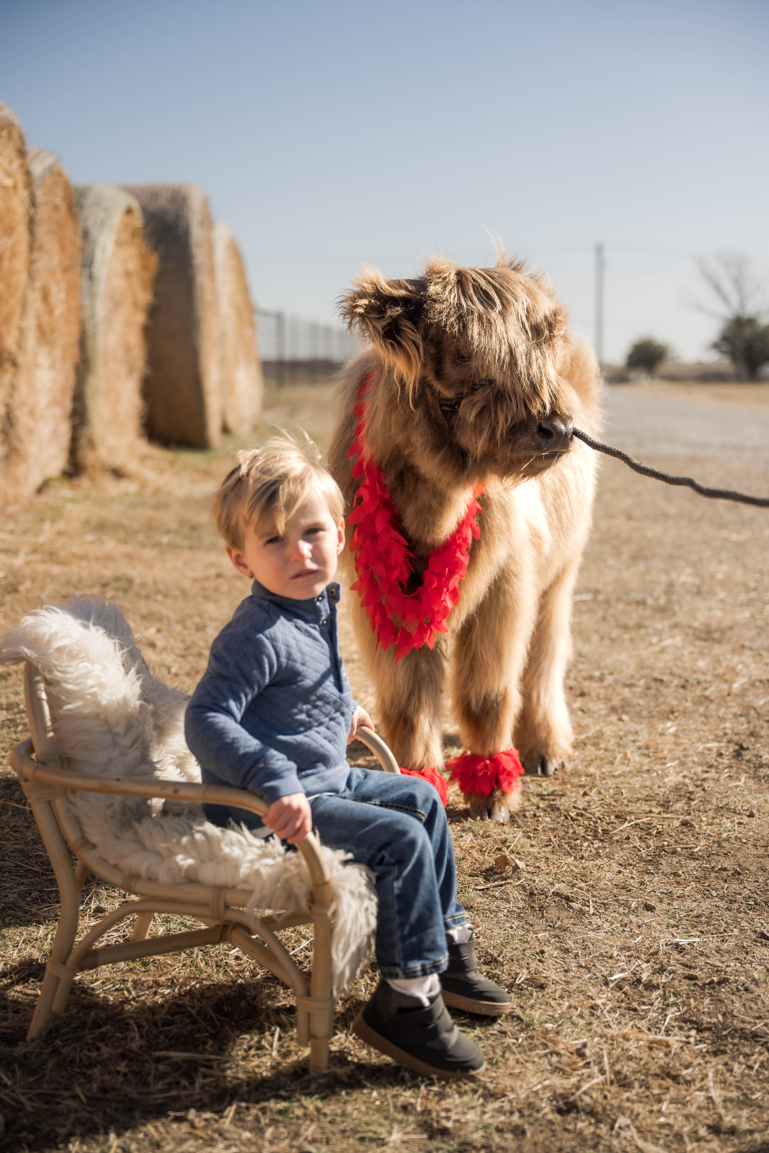 A large fluffy dog wearing a red bandana stands next to a rustic bench outdoors on a sunny day.