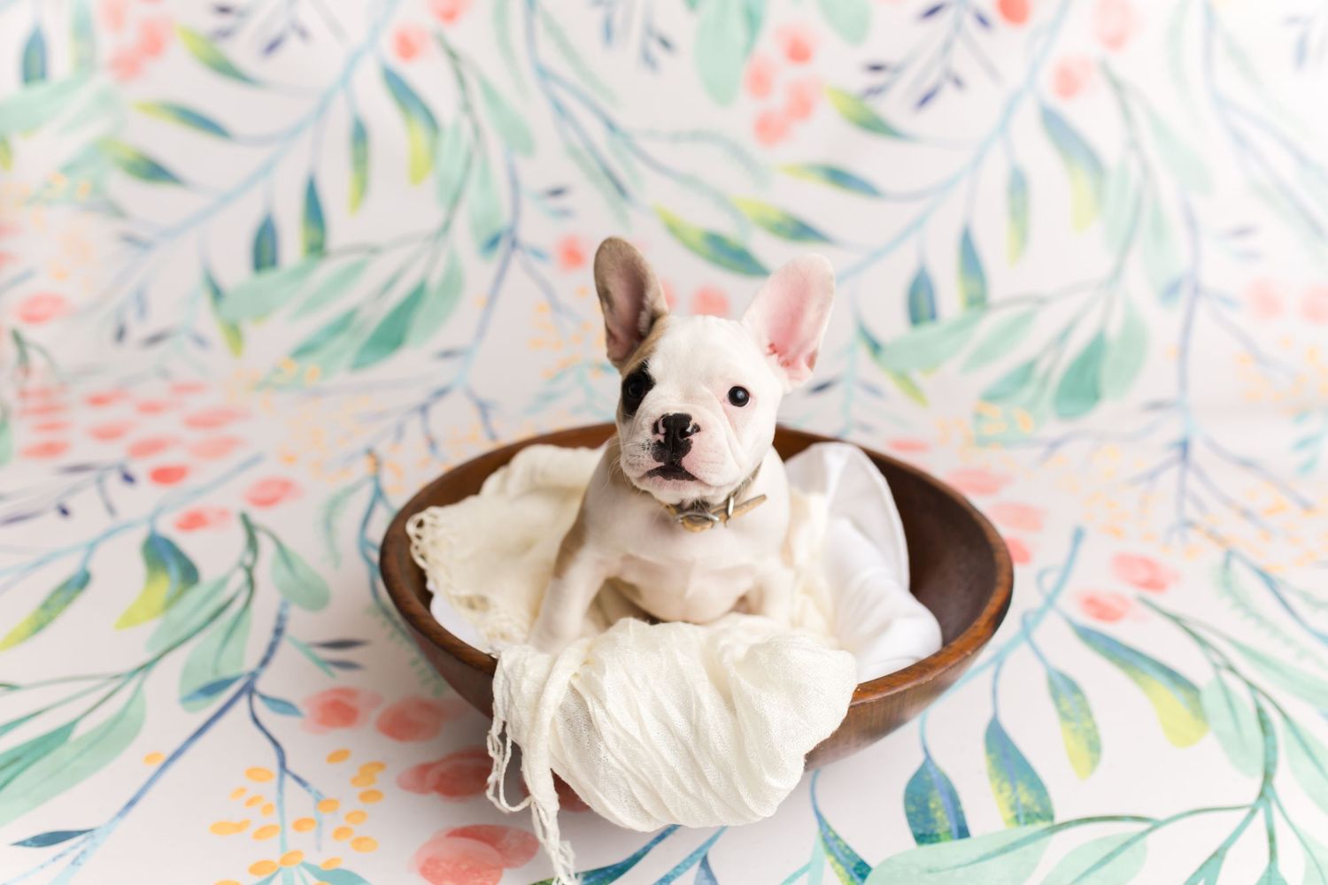 Adorable white French Bulldog puppy sitting in a wooden bowl with cream fabric on a floral watercolor background.