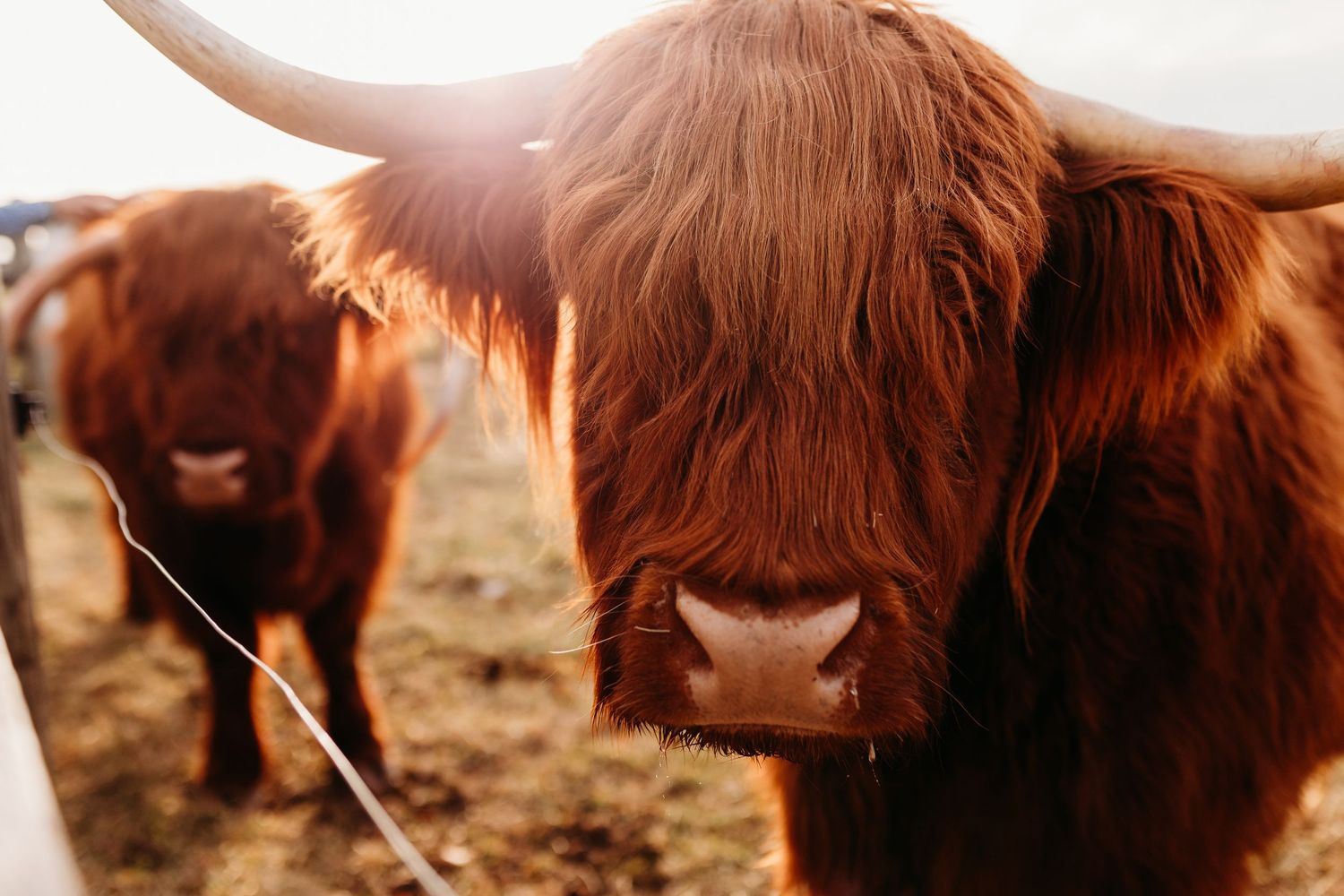 Two Highland cattle with shaggy reddish-brown fur and long horns looking at camera in golden sunlight.