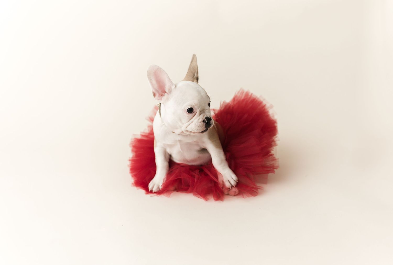 A white French Bulldog puppy wearing a red tutu skirt and gold unicorn horn costume on white background.
