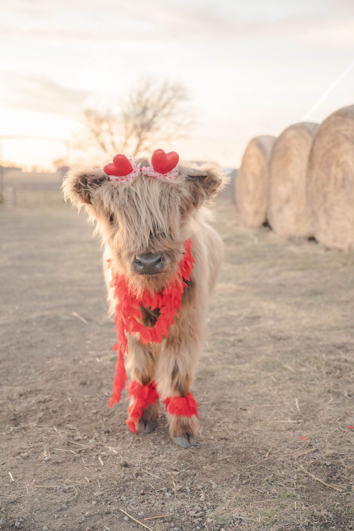 A shaggy Highland cow wearing red Valentine's Day decorations stands in a misty field at sunset.