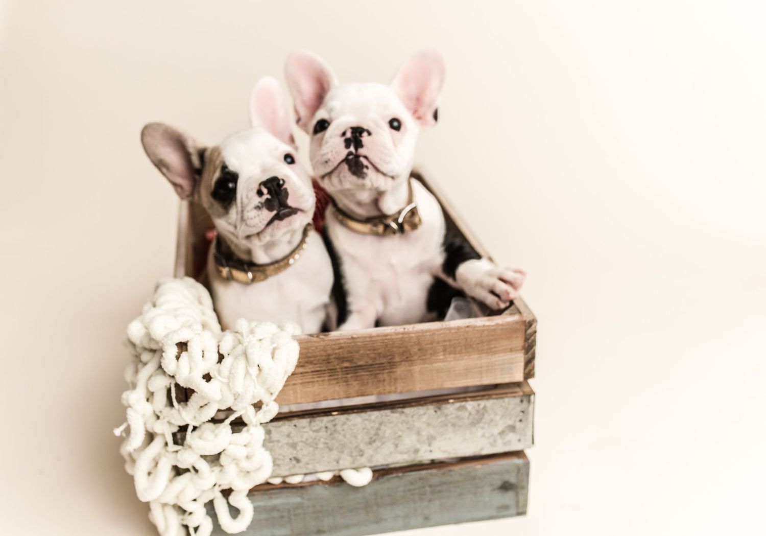 Two French Bulldog puppies sitting together in a rustic wooden crate with a white floral decoration.