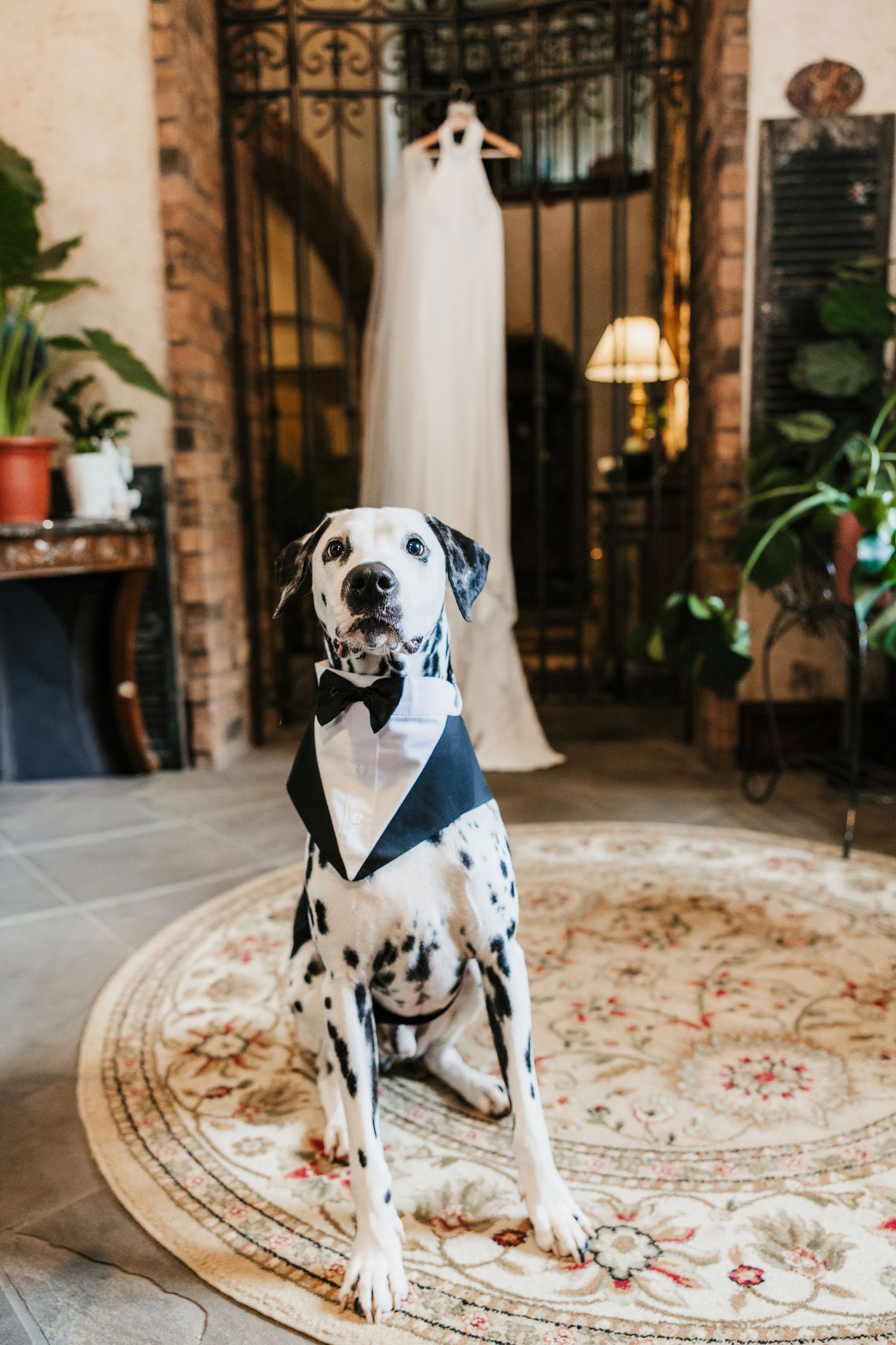 Dalmatian dog wearing a tuxedo bib sits on a floral rug with a wedding dress hanging in the background.
