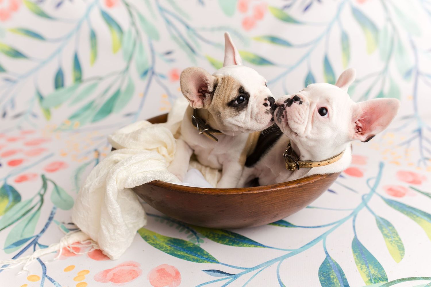 Two French Bulldog puppies sitting together in a wooden bowl on a floral background.
