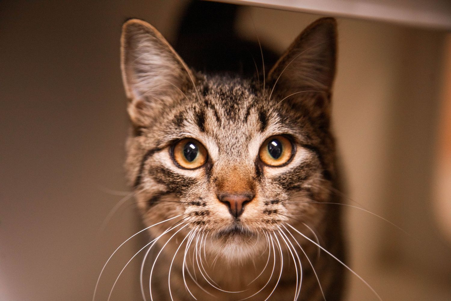 Close-up portrait of a tabby cat with striking amber eyes and long white whiskers looking directly at camera.