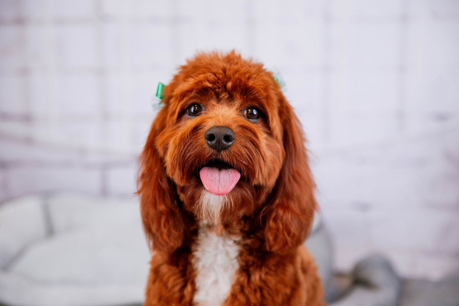 Fluffy red Cavapoo dog with green bow, tongue out, sitting against white brick background.
