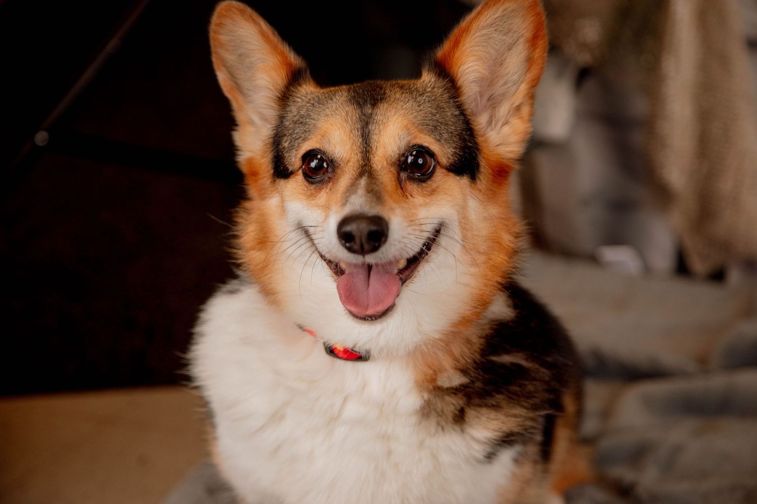 Smiling Pembroke Welsh Corgi dog with tongue out, wearing a red collar, looking happy and adorable indoors.