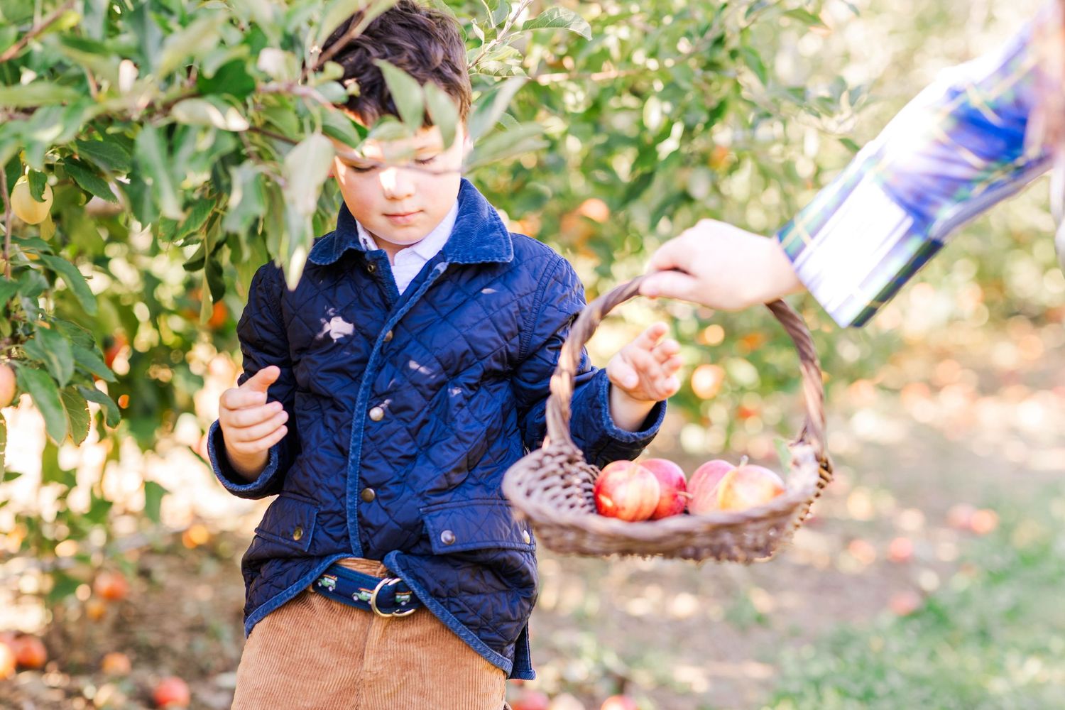 Close-up of a child picking apples during a Connecticut family portrait — Minmo Photography