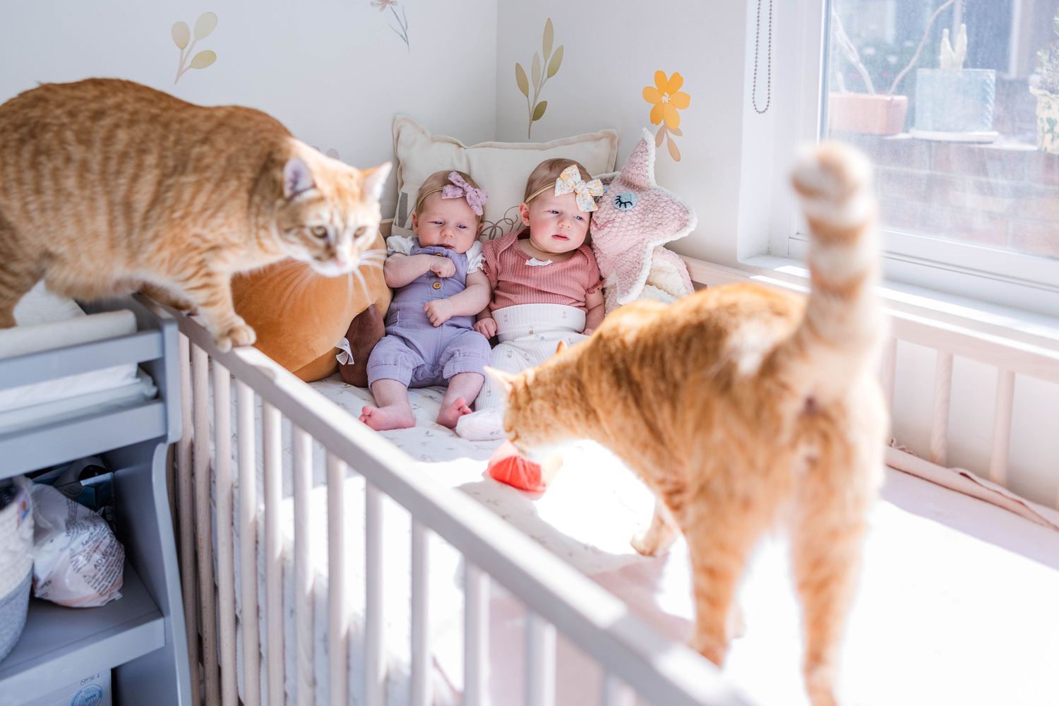 Fur siblings exploring the crib during an at-home newborn session — Minmo Photography