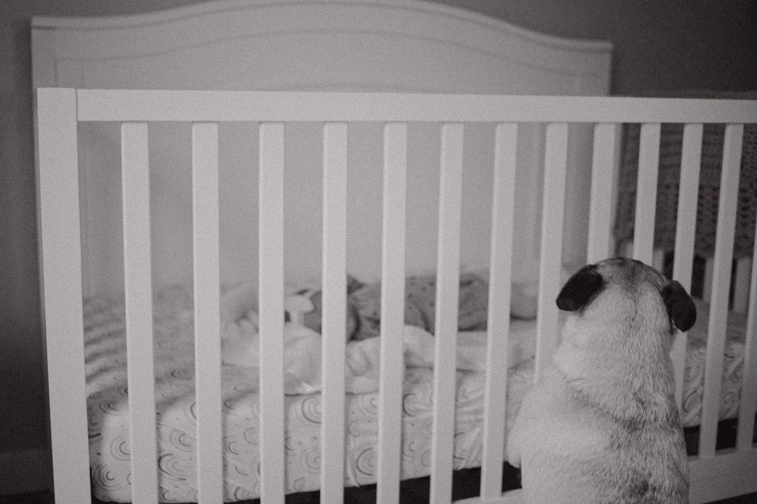 Photo of a dog and baby in the nursery of a newborn photoshoot in boise idaho