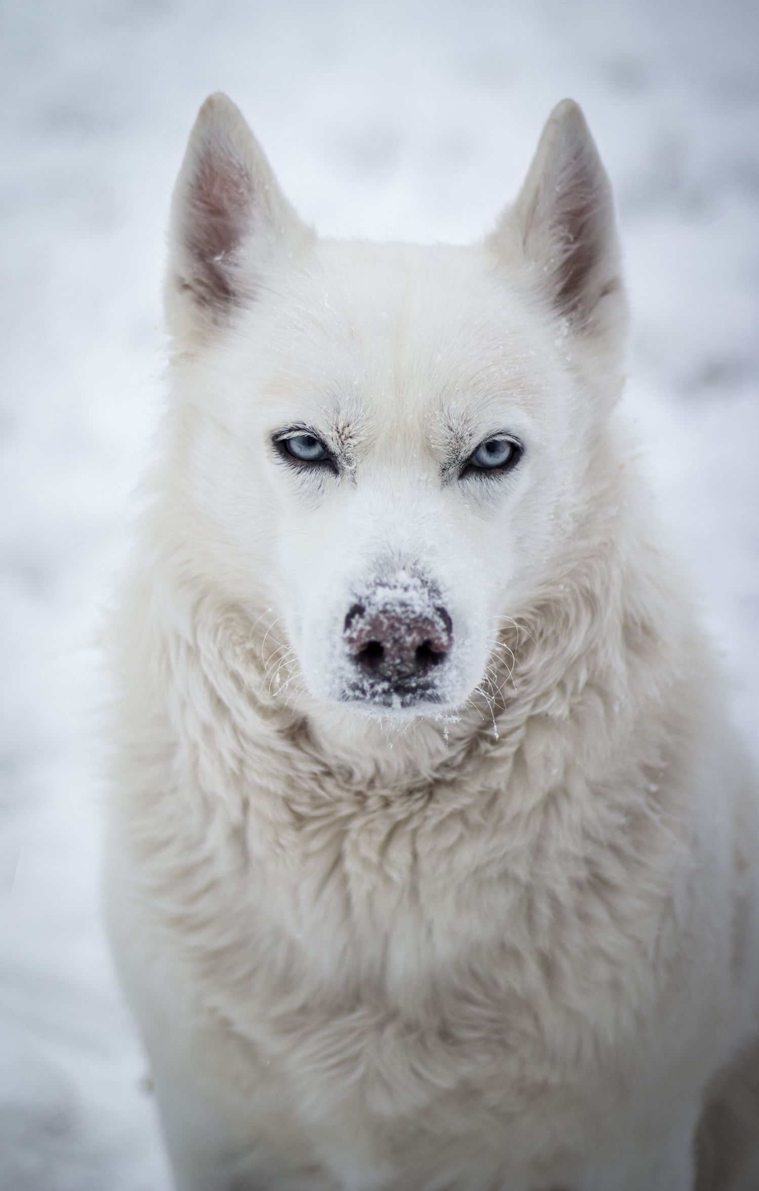 Close-up portrait of an Arctic wolf with piercing blue eyes in snowy winter setting.