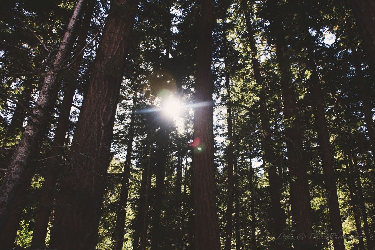 Sunlight bursts through tall evergreen trees in a dense forest creating dramatic lens flare effect.