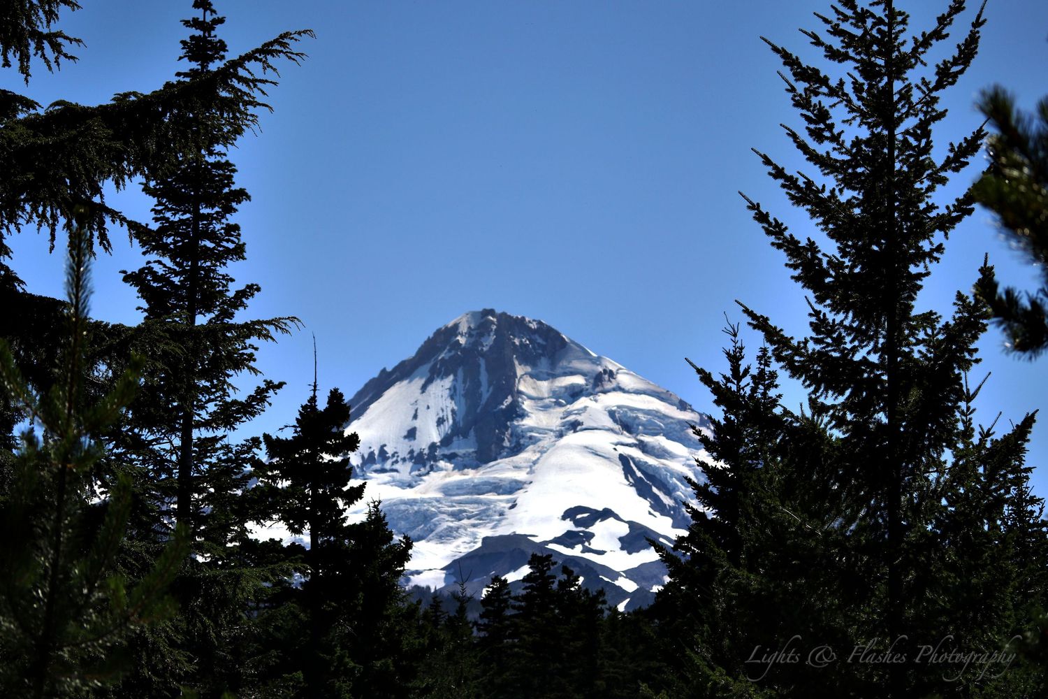 Snow-capped mountain peaks visible through silhouetted evergreen trees against blue sky.