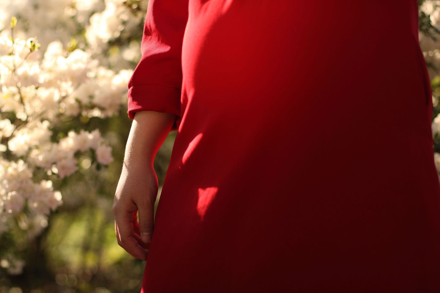 A person in a bright red sweater stands among delicate white cherry blossoms in springtime.