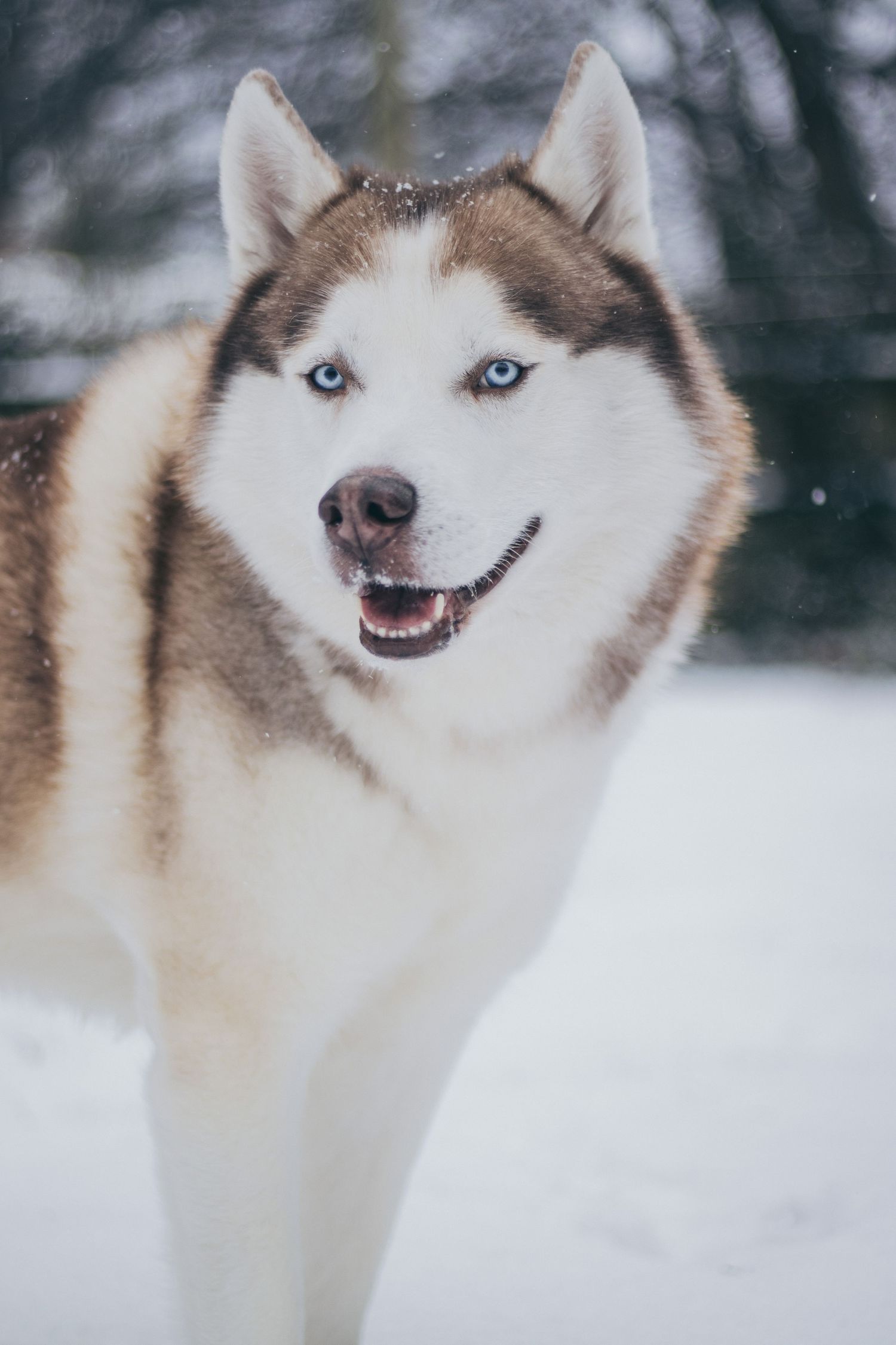Siberian husky with striking blue eyes and brown and white fur poses playfully in snowy winter setting.
