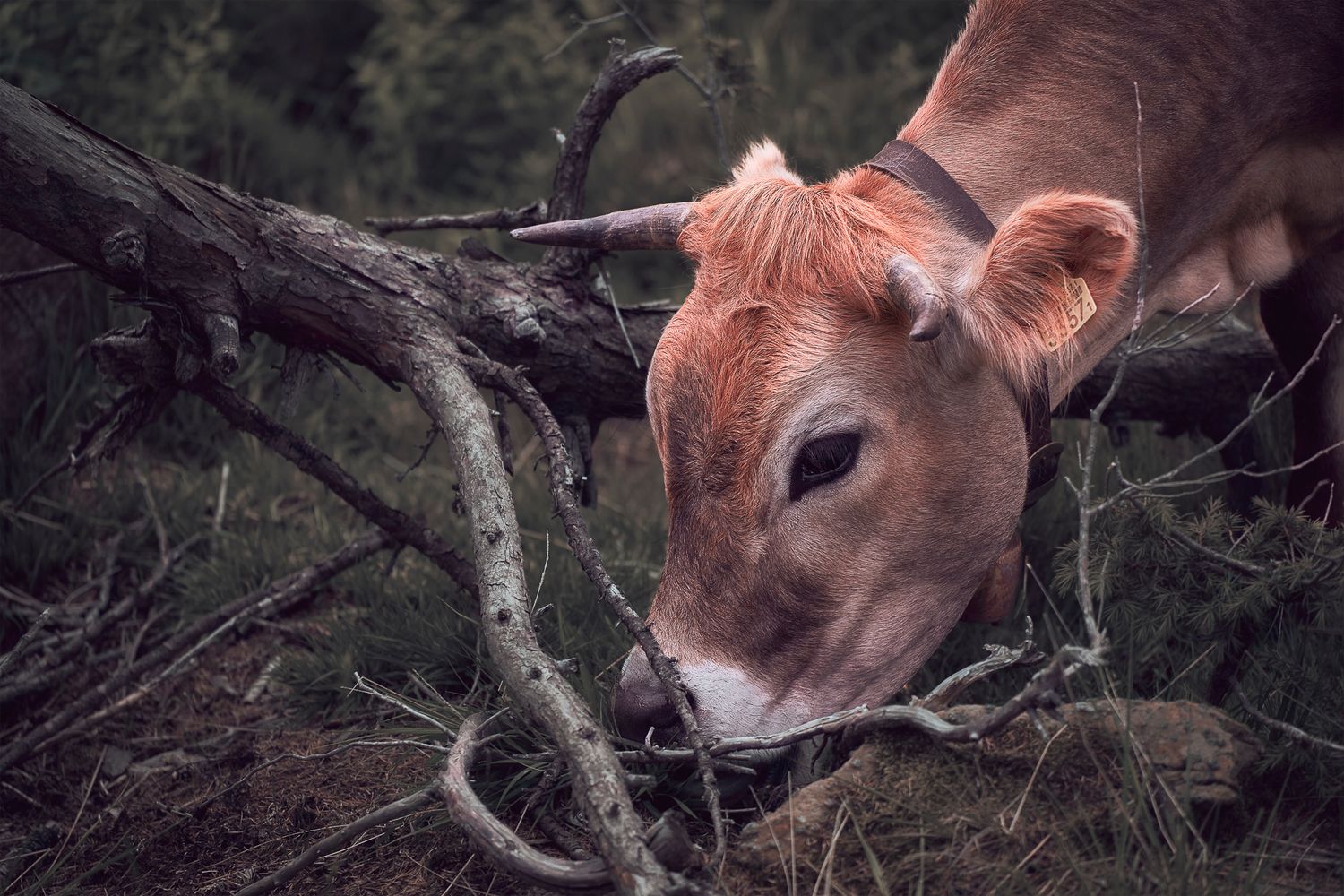 “Mucca nutrice tra rami e ombra nel bosco alpino. Toni bruni e luce soffusa che evocano un gesto naturale di calma e presenza.”