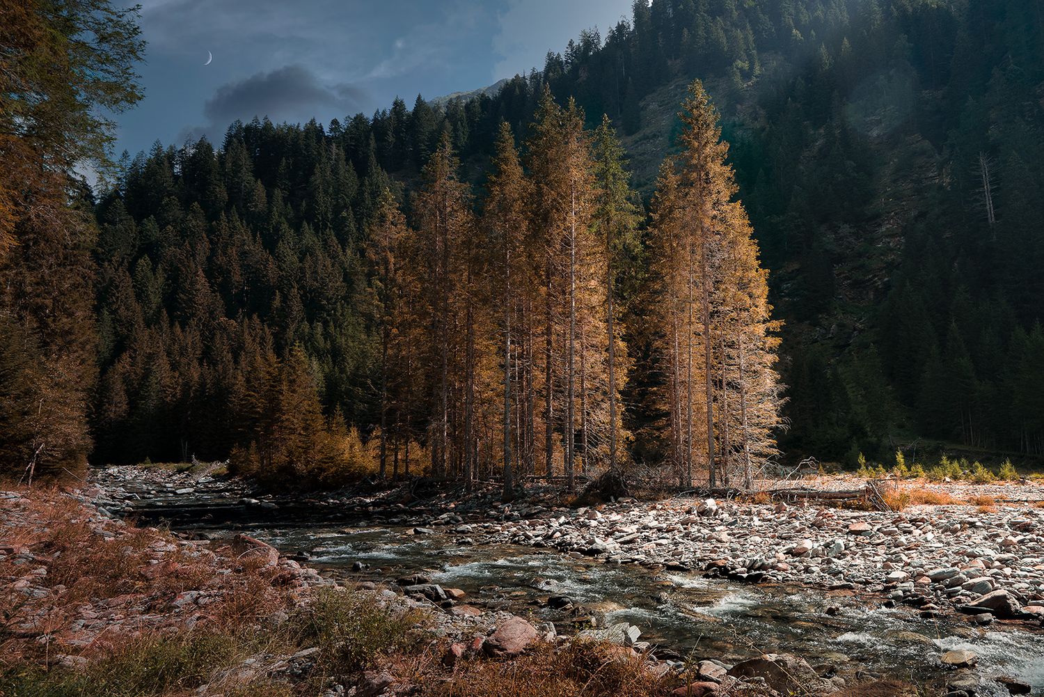 Larici lungo il torrente nell’area di Val Bella, Parco Val Calanca (Grigioni), con luce autunnale sul bosco alpino.