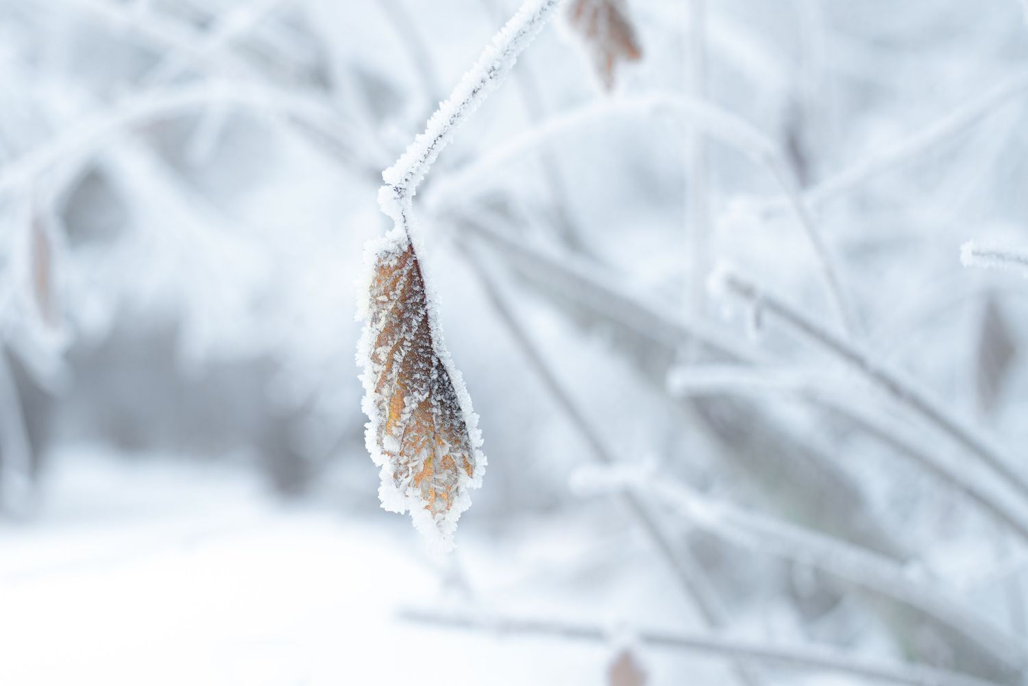 Foglia ricoperta di ghiaccio in luce invernale morbida; dettaglio naturale sospeso su sfondo sfocato, che rivela la luce propria del luogo.