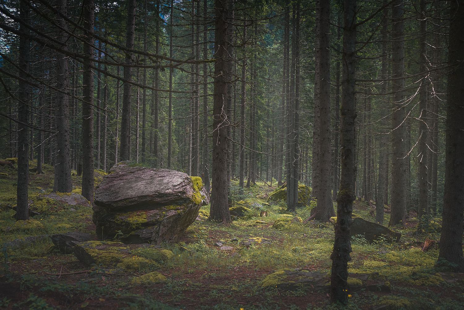 Bosco alpino nell’area di Val Bella nel Parco Val Calanca con masso erratico ricoperto di muschio tra abeti e luce filtrata.