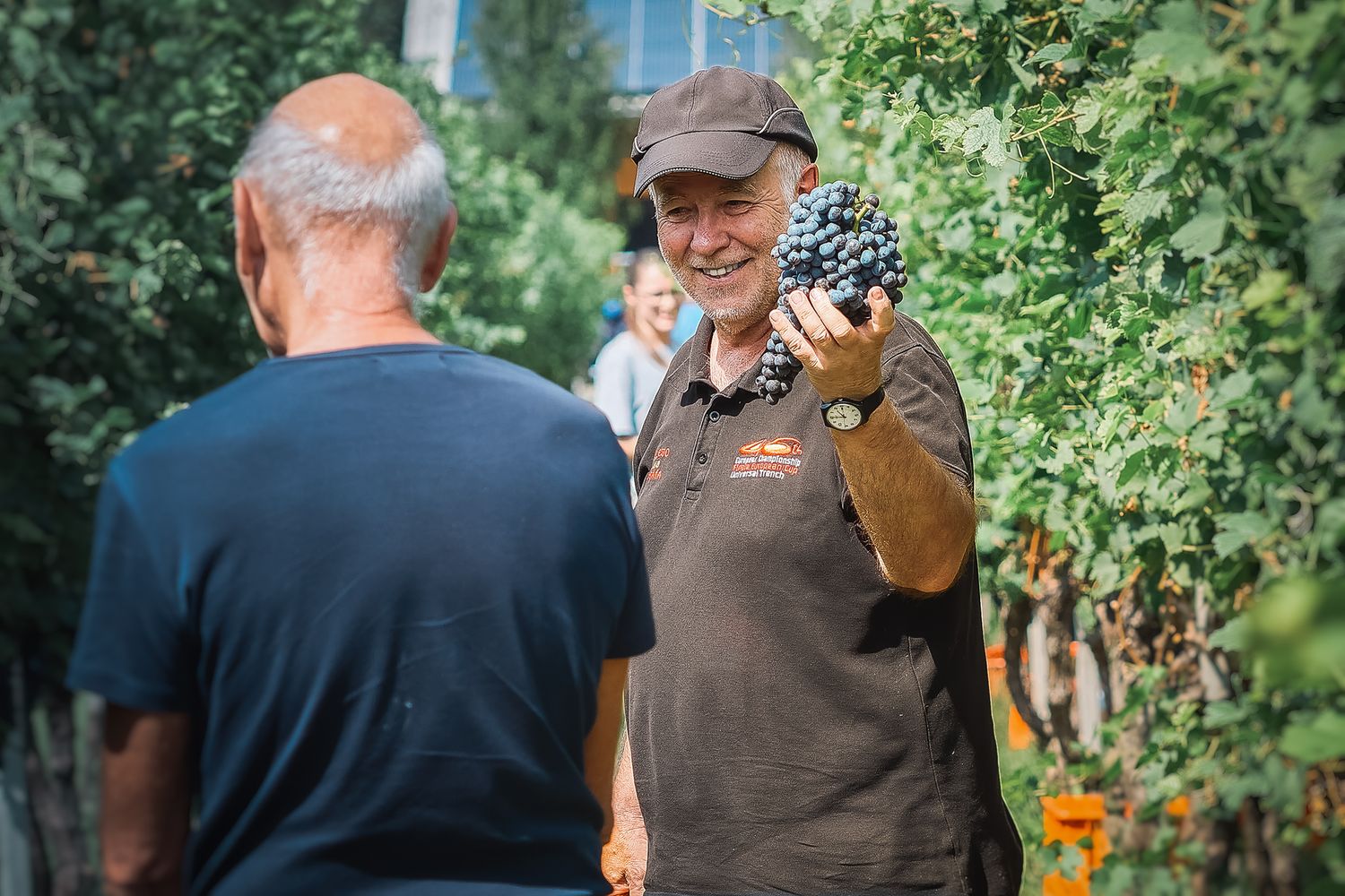 Fotografia di partecipante alla vendemmia che mostra con orgoglio un grappolo d’uva appena raccolto. Al Saliciolo