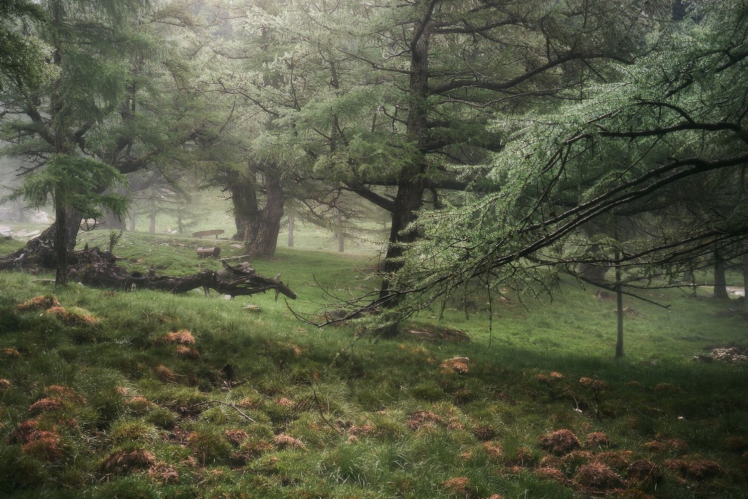 Bosco di larici verdi avvolto dalla nebbia a fine settembre, con gocce di pioggia e luce morbida che crea un’atmosfera silenziosa e sospesa.