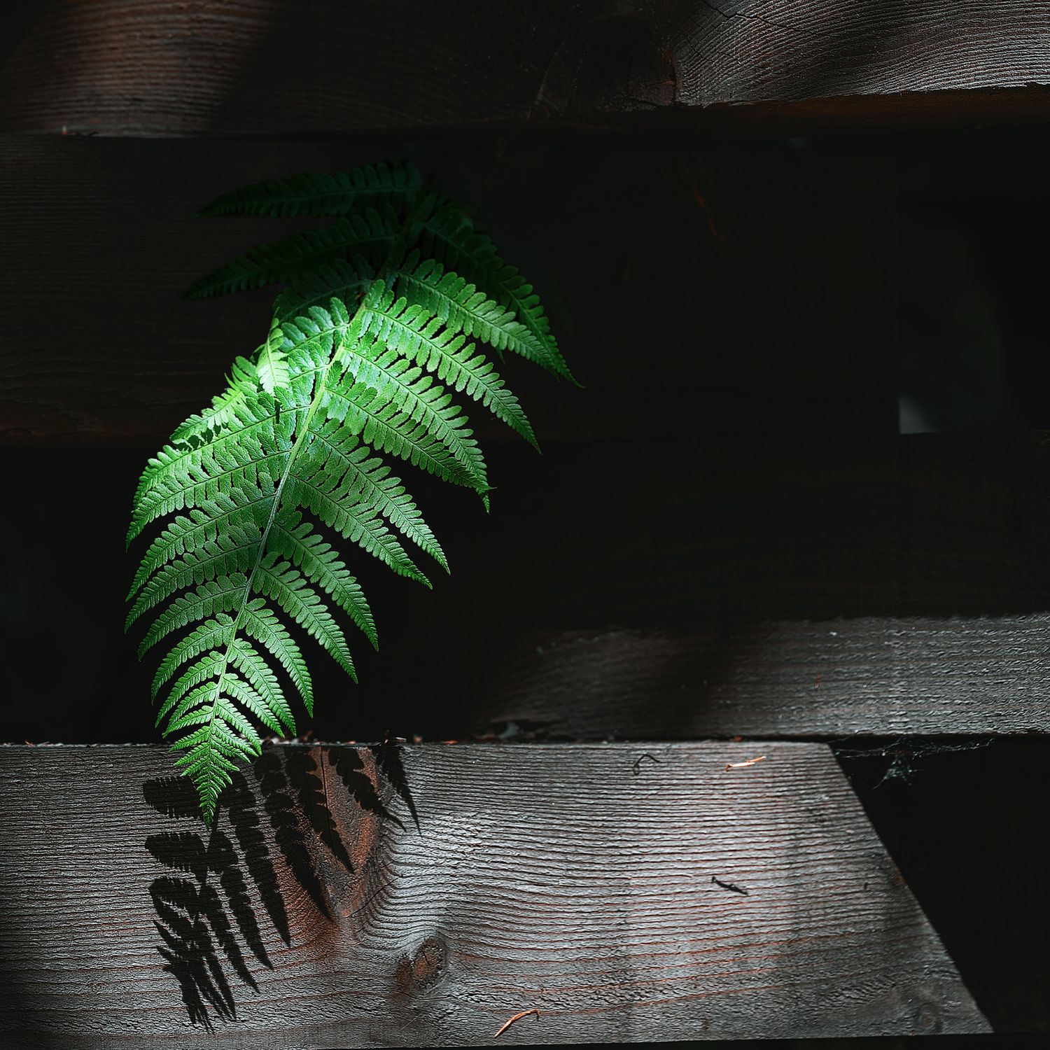Felce in struttura di legno – luce, ombre e texture naturali