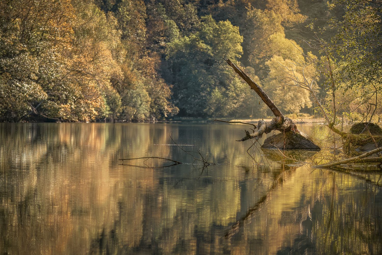Riflessi dorati di alberi autunnali su acqua calma, tronco emergente e luce morbida in un ambiente naturale quieto.