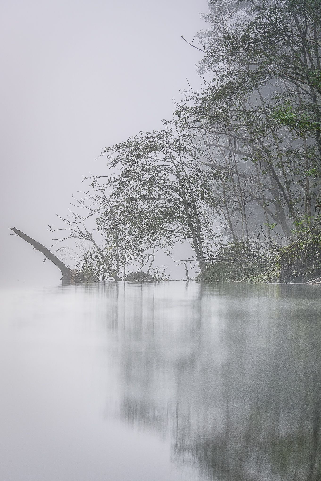 Rami inclinati e vegetazione sulle rive immerse nella nebbia, acqua immobile e atmosfera eterea e silenziosa.