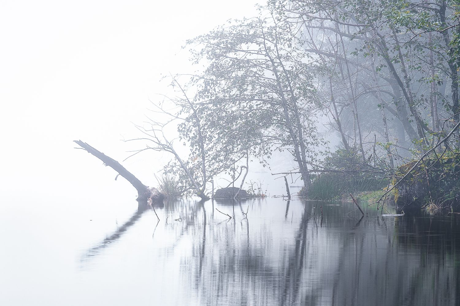 Rami inclinati e vegetazione sulle rive immerse nella nebbia, acqua immobile e atmosfera eterea e silenziosa.