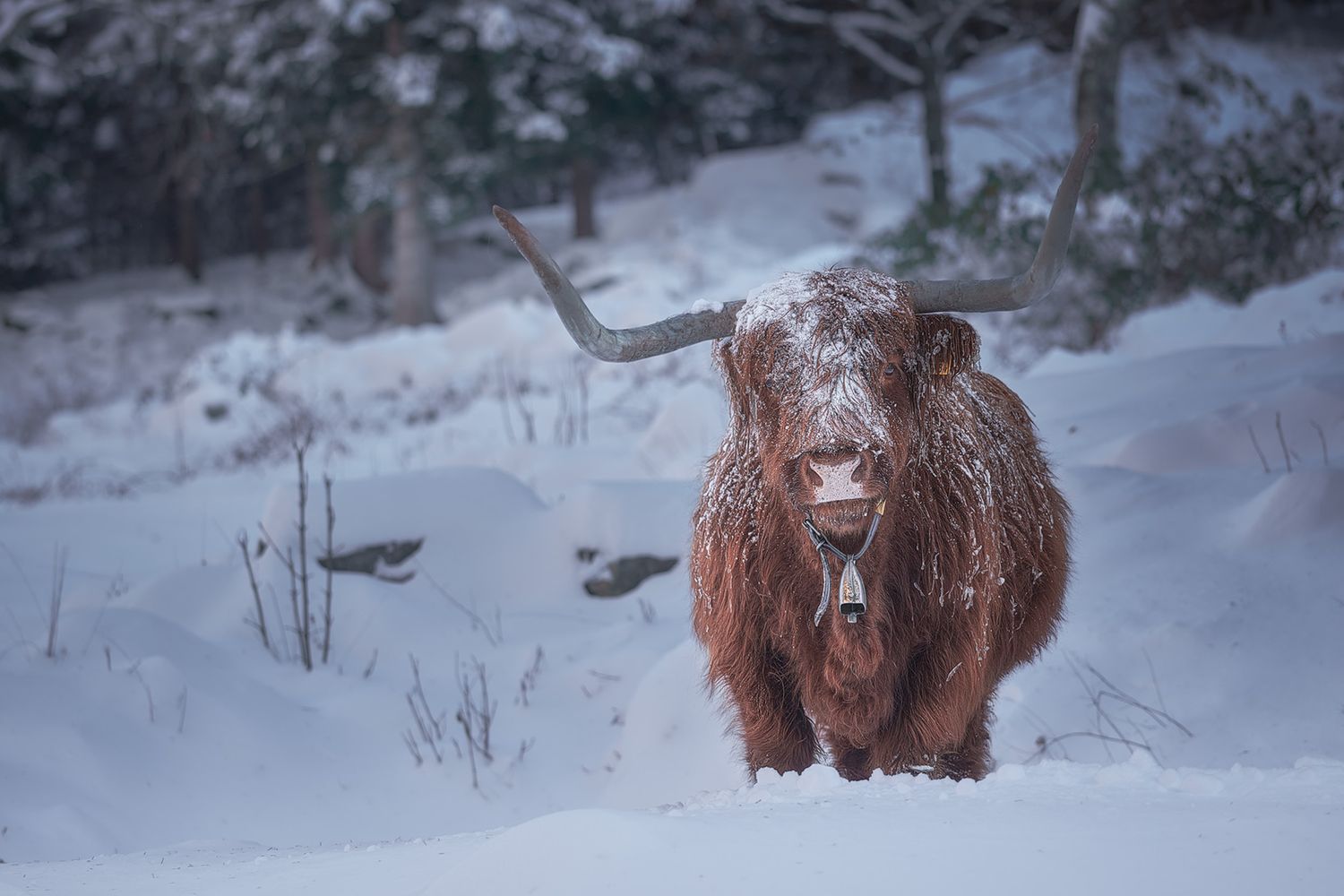 “Vacca Highlander tra neve e silenzio alpino. Ritratto potente in ambiente invernale, luce morbida e presenza fiera nel paesaggio.”