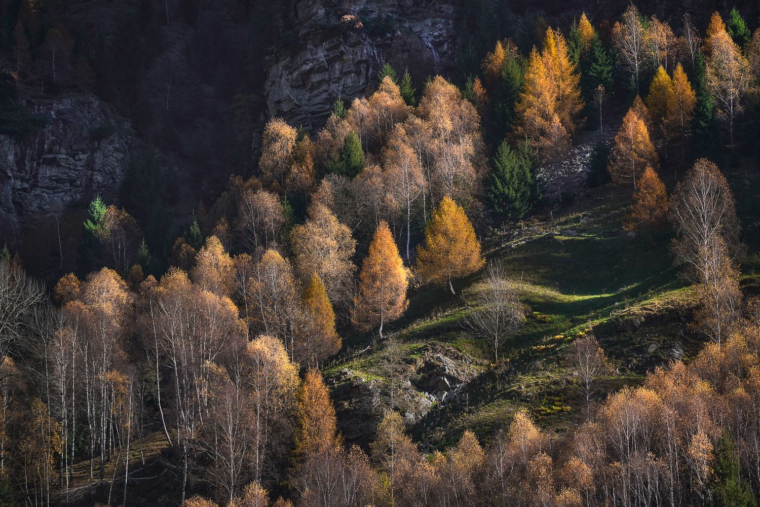 Bosco alpino autunnale con larici dorati illuminati da luce radente, pendii rocciosi e ombre profonde tra gli alberi.