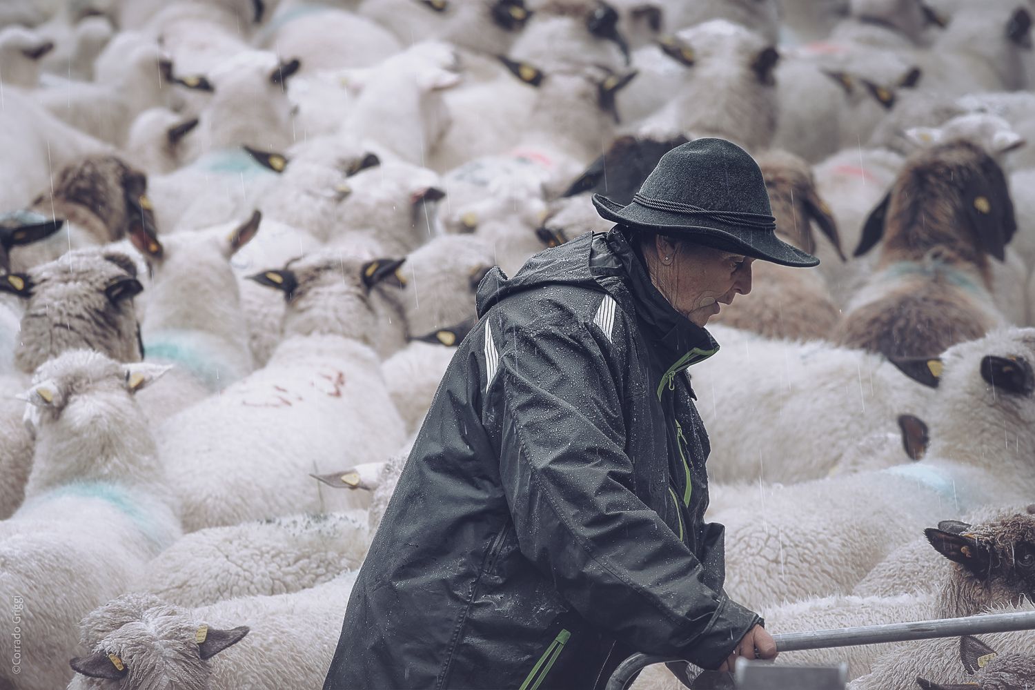 «Scena di transumanza sotto la pioggia: una donna guida il gregge di pecore, con mantella e cappello, immersa nel movimento degli animali.»