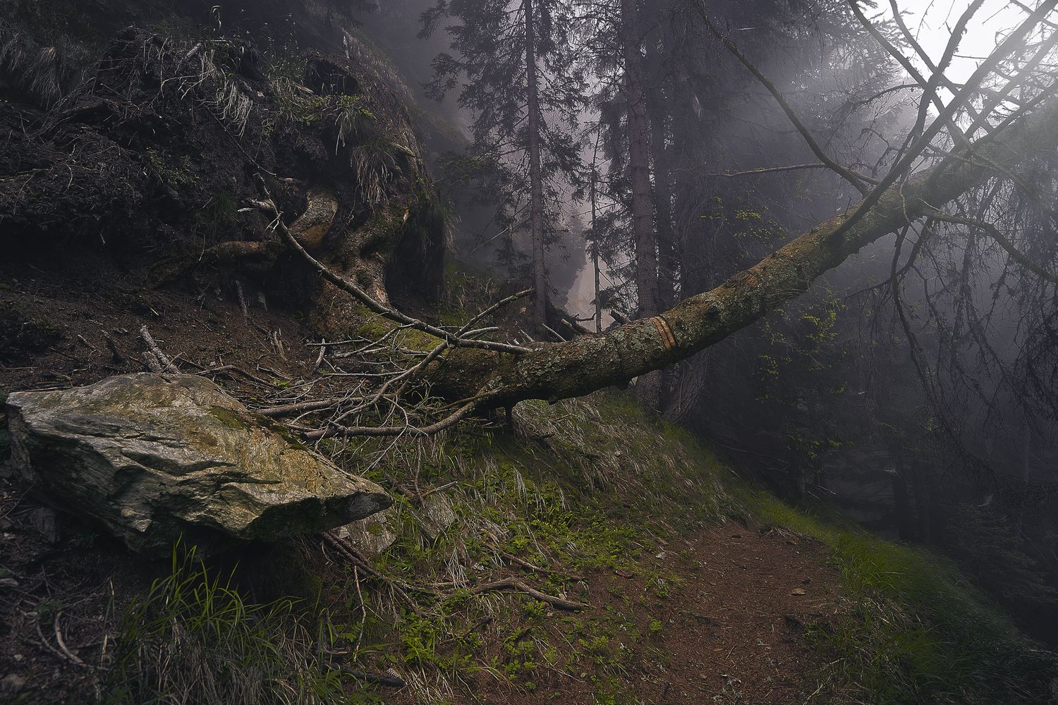 Sentiero nel bosco avvolto dalla nebbia, tronco caduto e radici esposte su pendio umido, scena atmosferica e misteriosa.