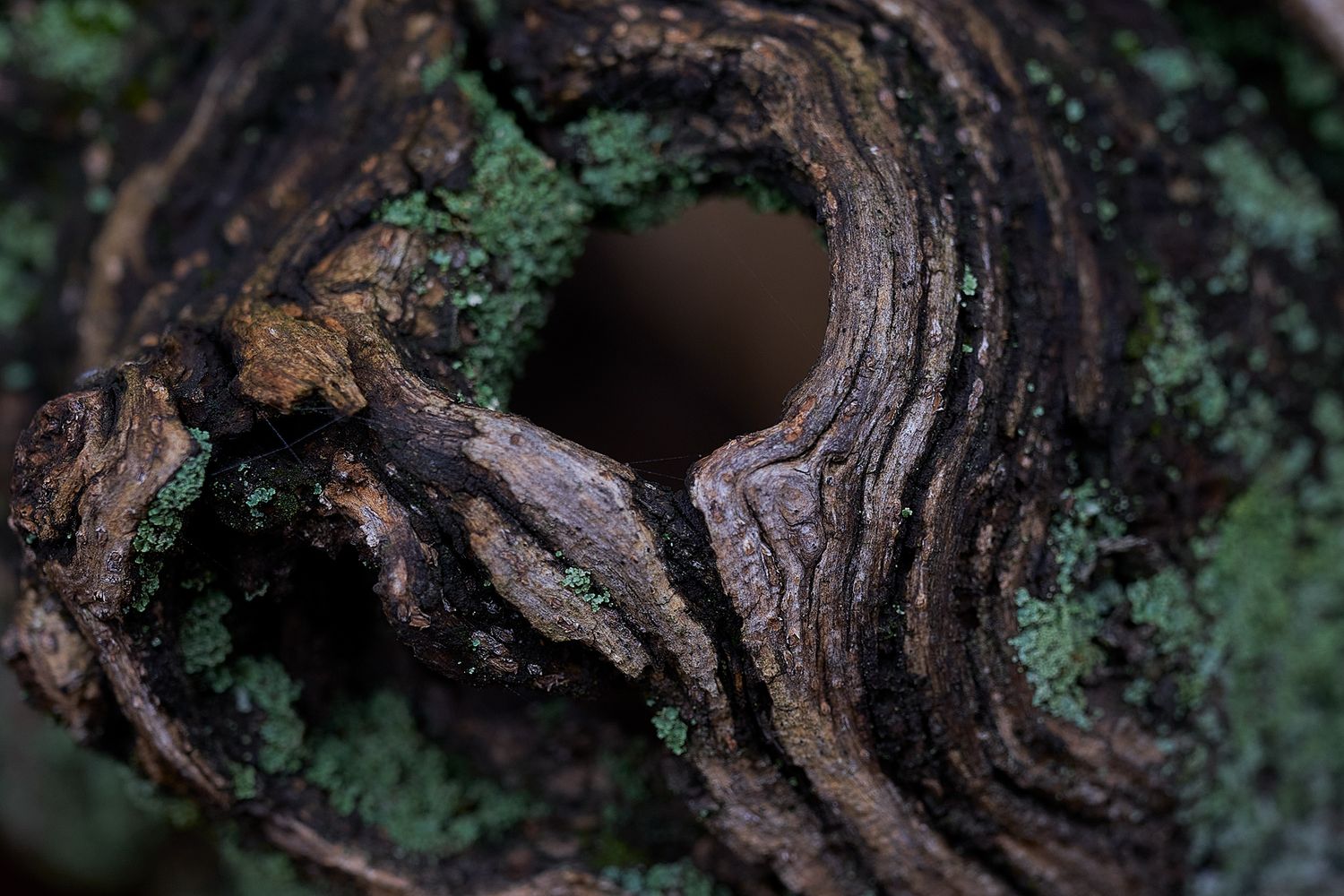 Dettaglio di una radice naturale con apertura centrale, fotografia evocativa che esplora forma, materia e silenzio.
