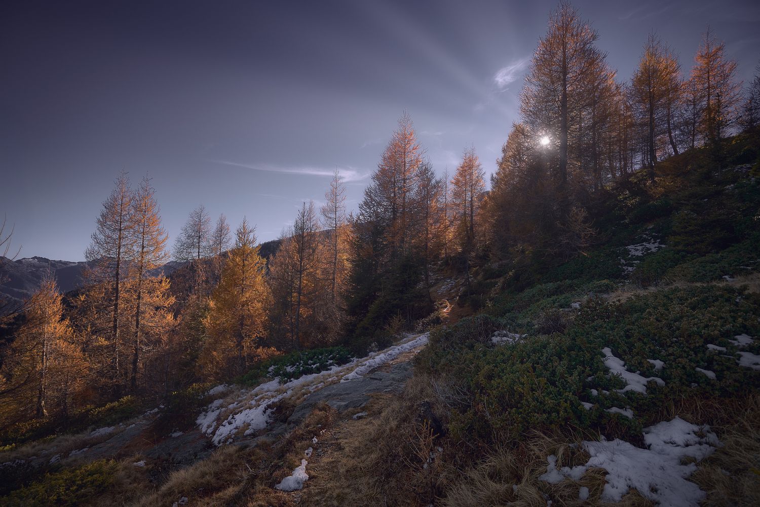 Larici autunnali in controluce sulle Alpi, raggi di sole filtrano tra gli alberi creando un paesaggio caldo e silenzioso.