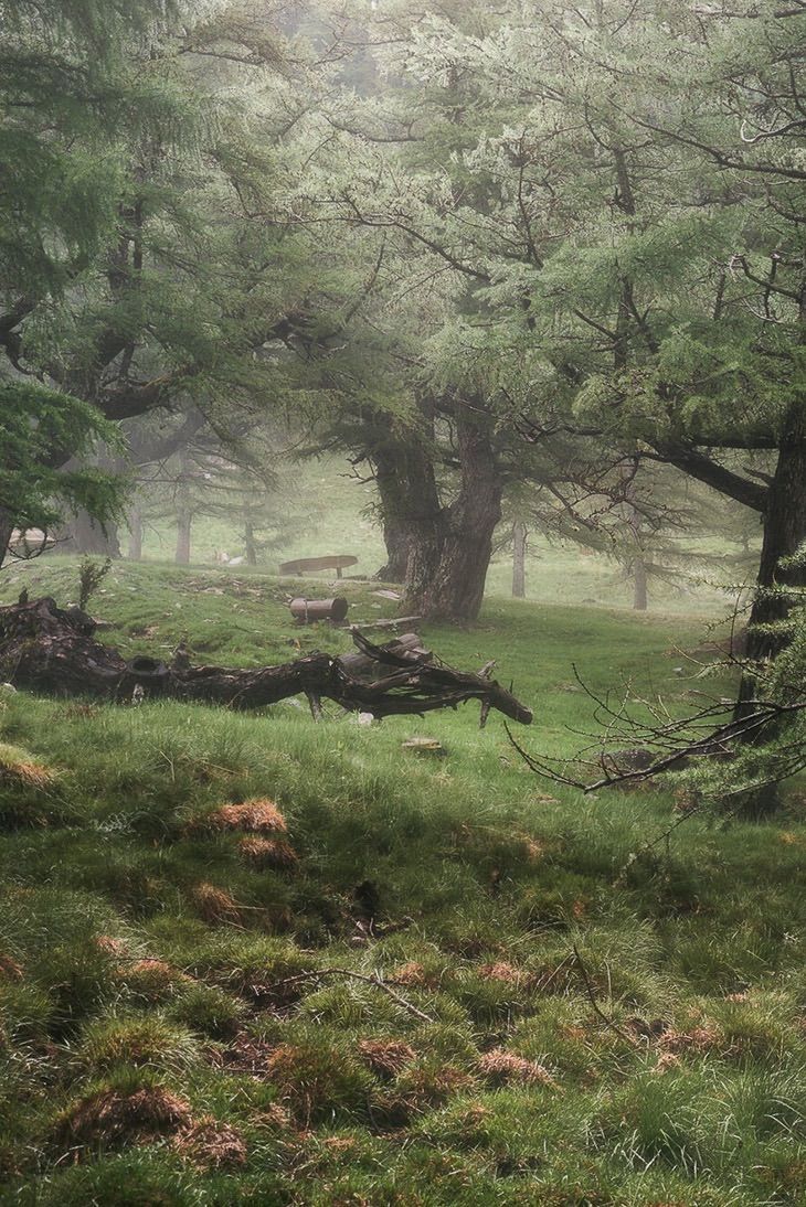 Bosco di montagna avvolto nella nebbia. La luce filtra tra i rami, svelando il silenzio e il respiro segreto della natura.