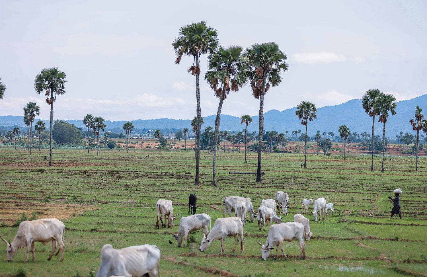 Landscape