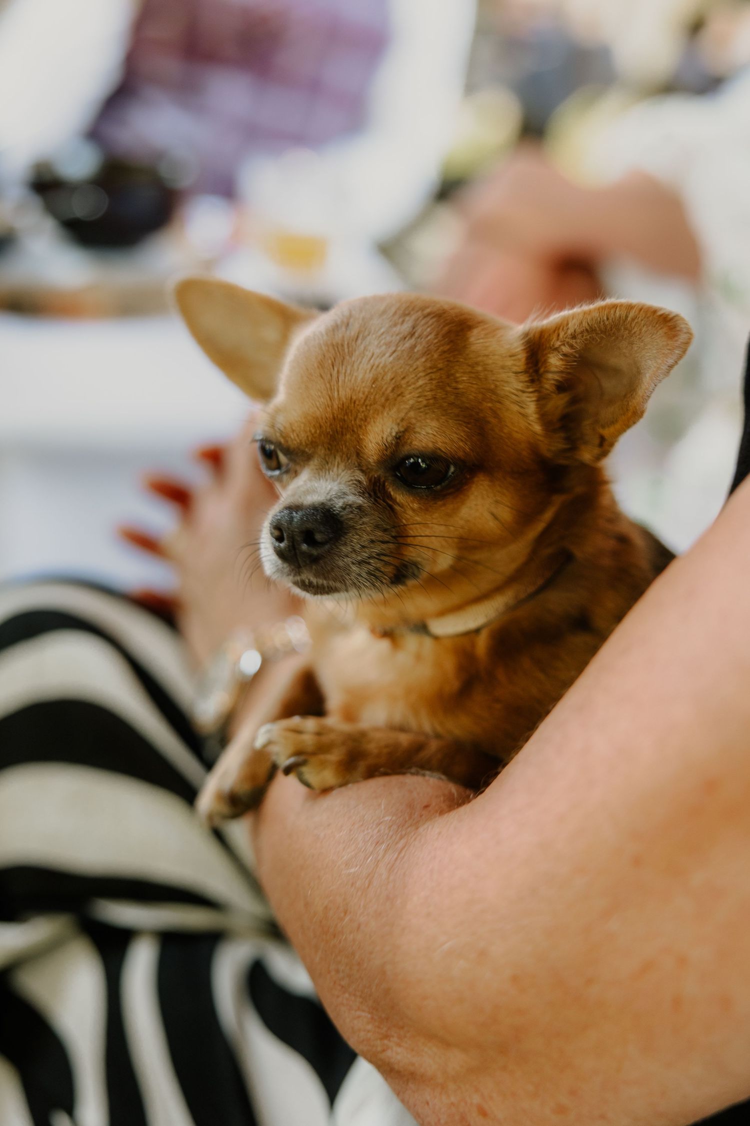 Een hondje zit gezellig bij een bruiloft op de schoot van zijn baasje.