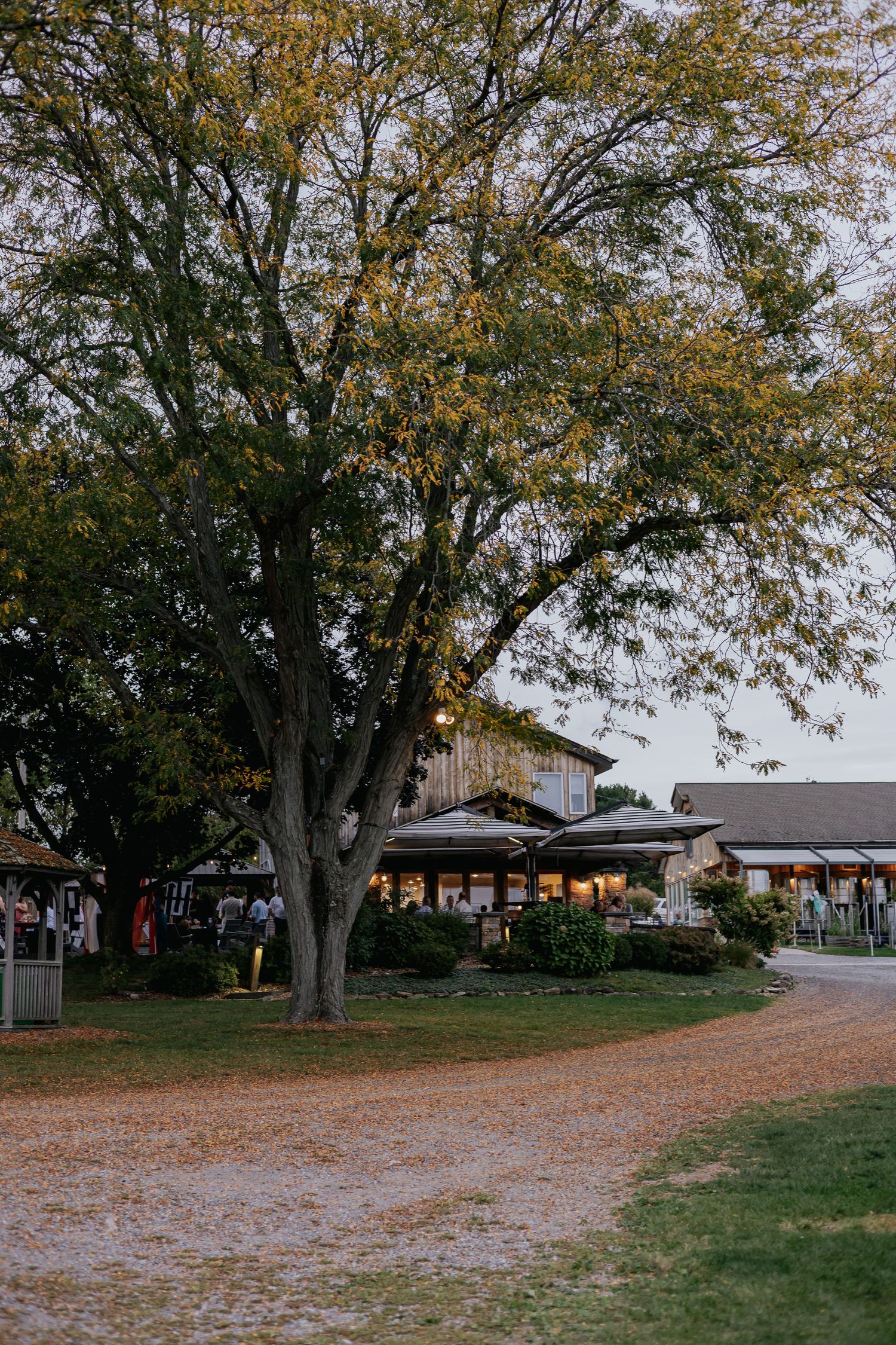 A large tree stands beside a rustic barn venue at dusk during an outdoor event.
