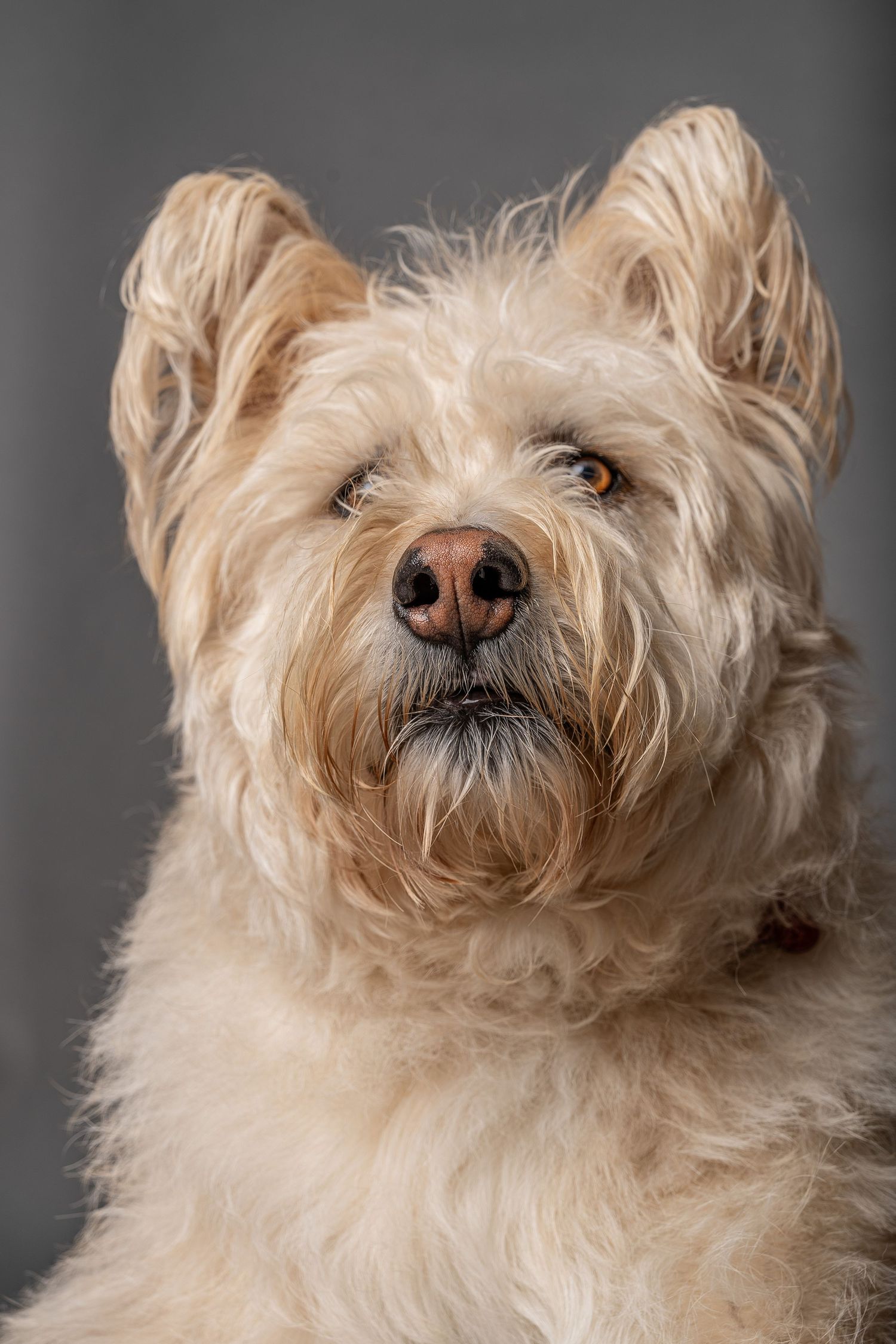 Close-up portrait of a fluffy cream-colored terrier dog with shaggy fur against a gray background.