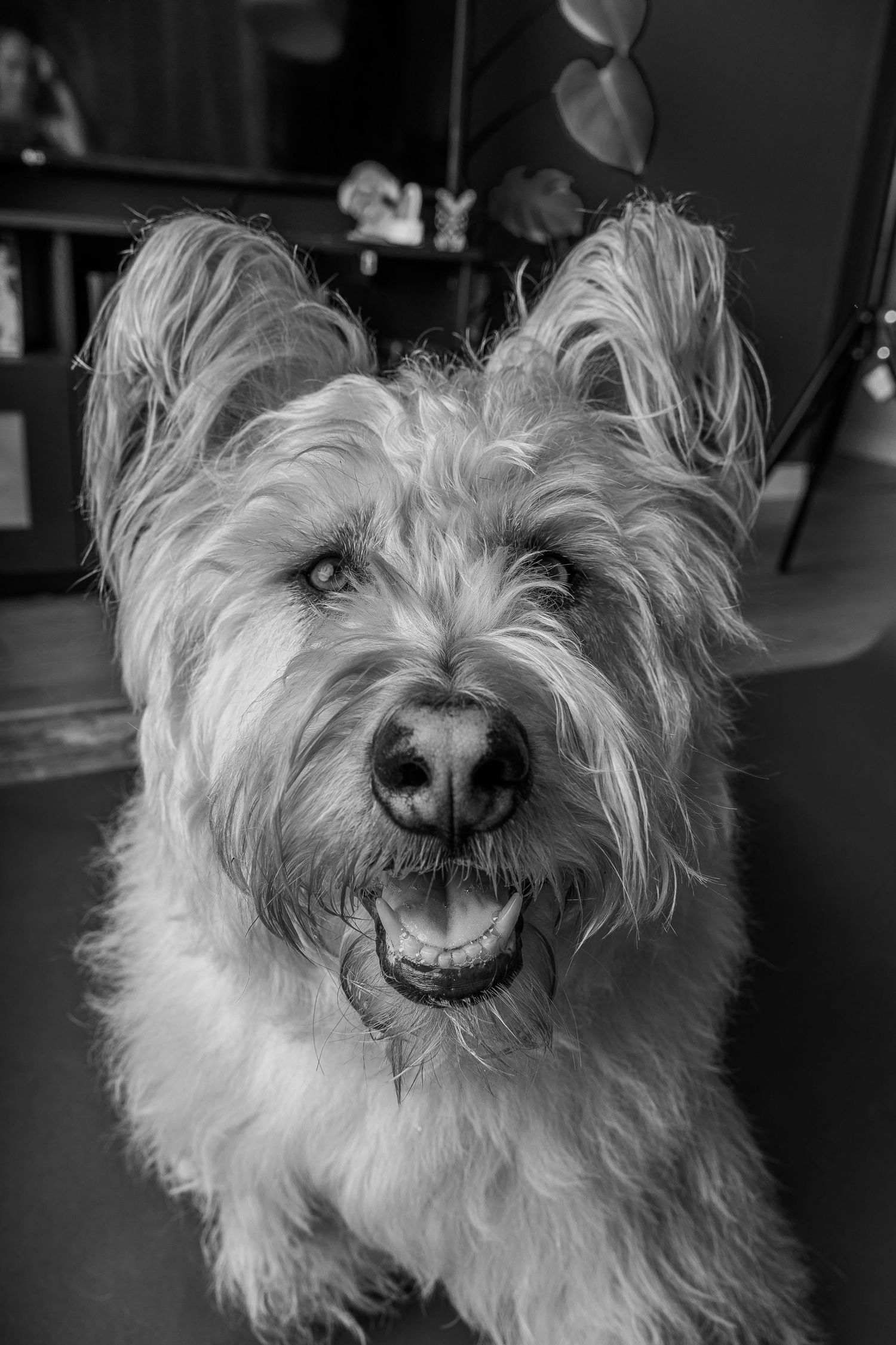 Black and white portrait of a fluffy, happy terrier dog with shaggy fur, bright eyes, and an open mouth smile.