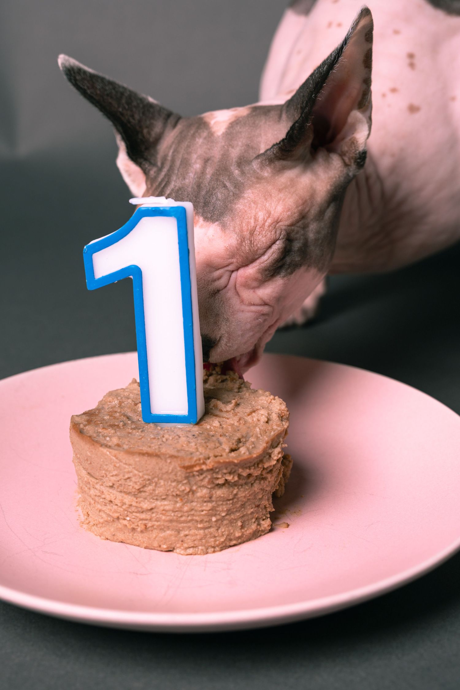A hairless Sphynx cat eating a small birthday cake with a number 1 candle on a pink plate.