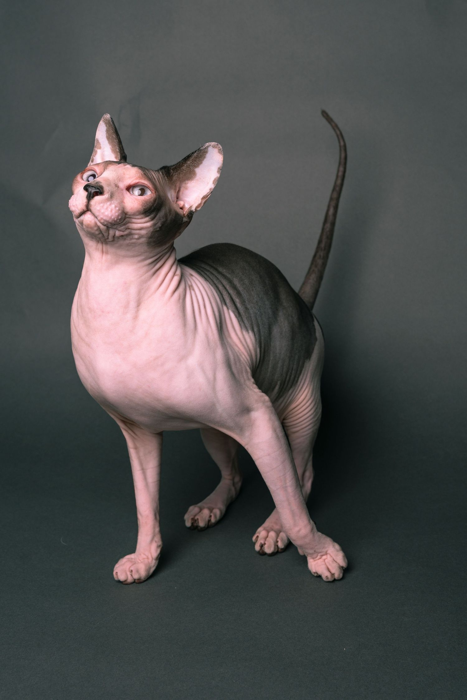 A hairless Sphynx cat stands upright on a gray background, looking upward with its tail raised.