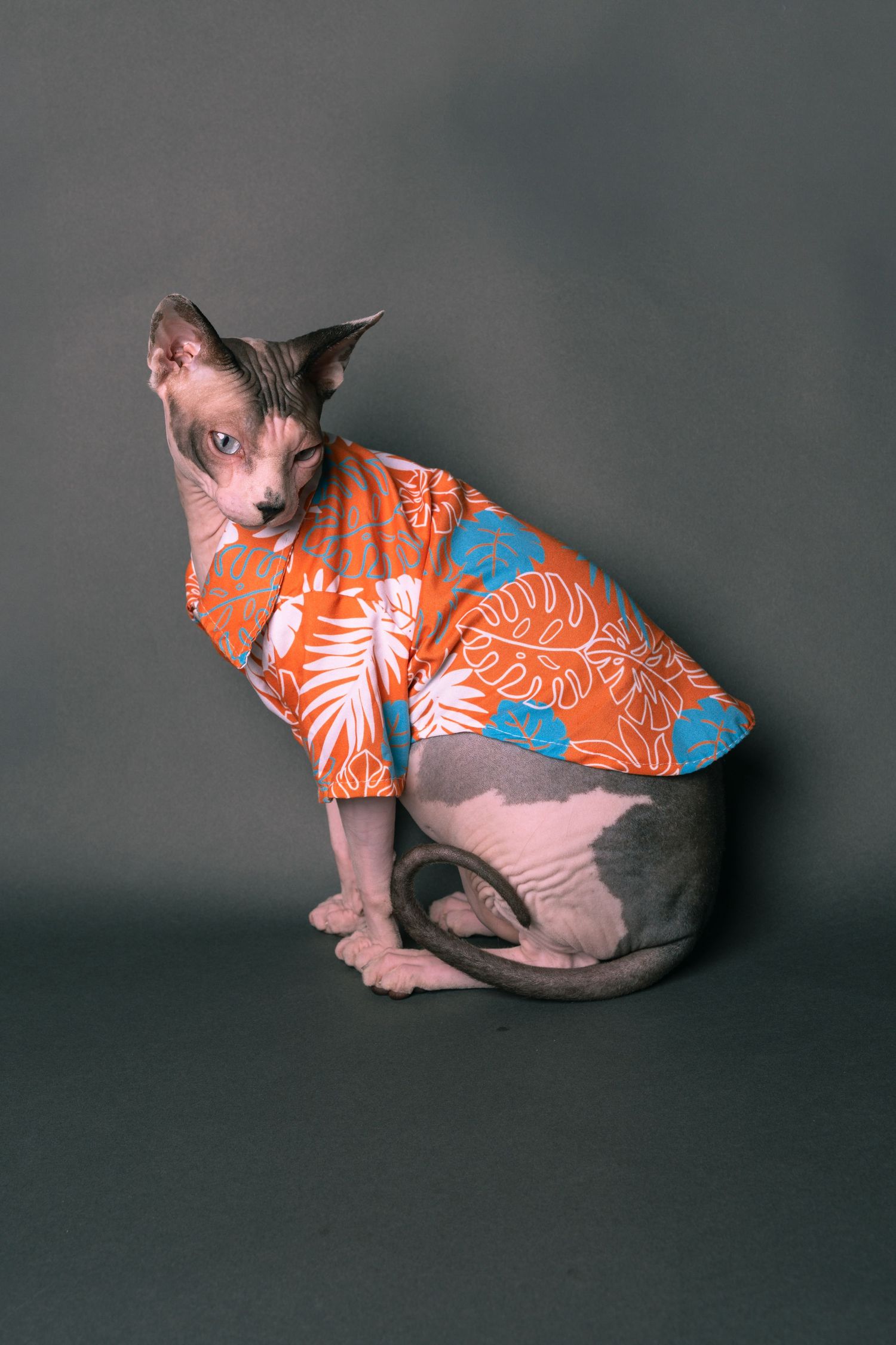 A hairless Sphynx cat wearing an orange tropical Hawaiian shirt, sitting against a gray background.
