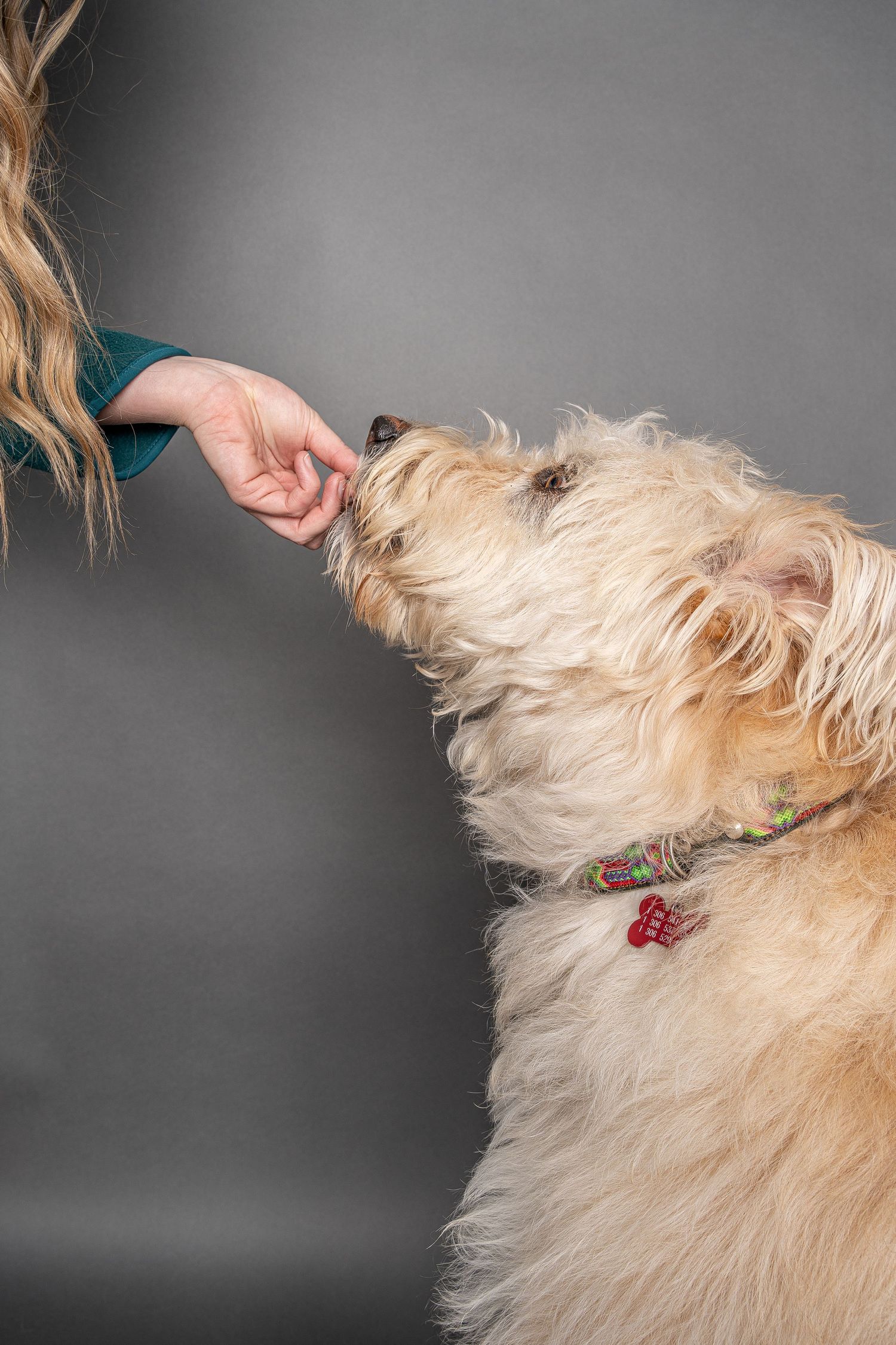 Fluffy cream-colored dog wearing a red collar sniffing a treat from a person's hand against gray background.
